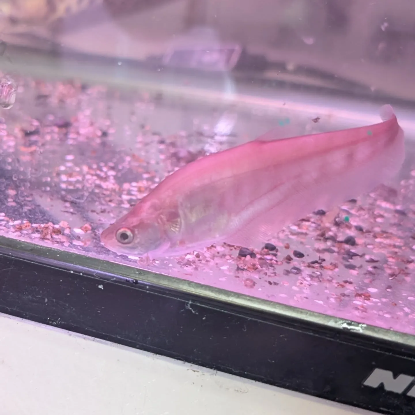 本日の入荷情報✨(熱帯魚)