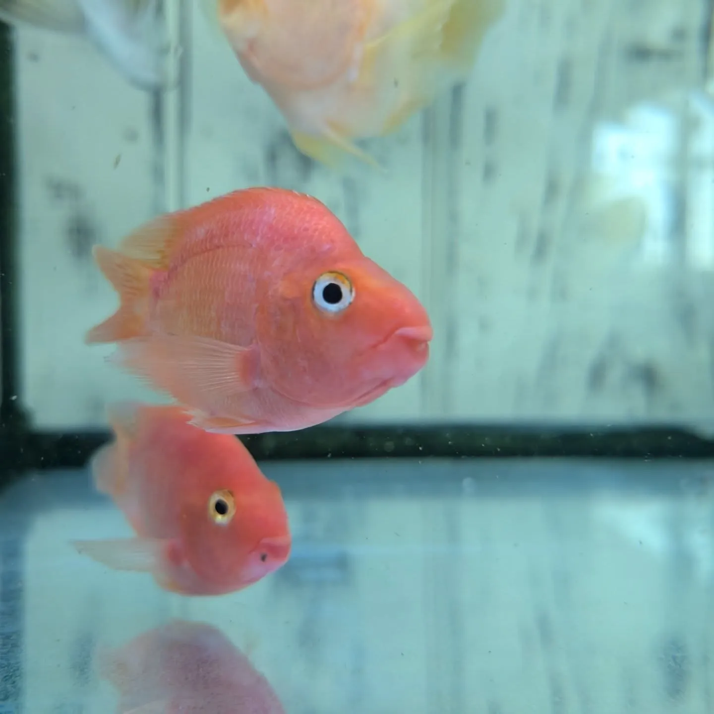 本日の入荷情報✨(熱帯魚)