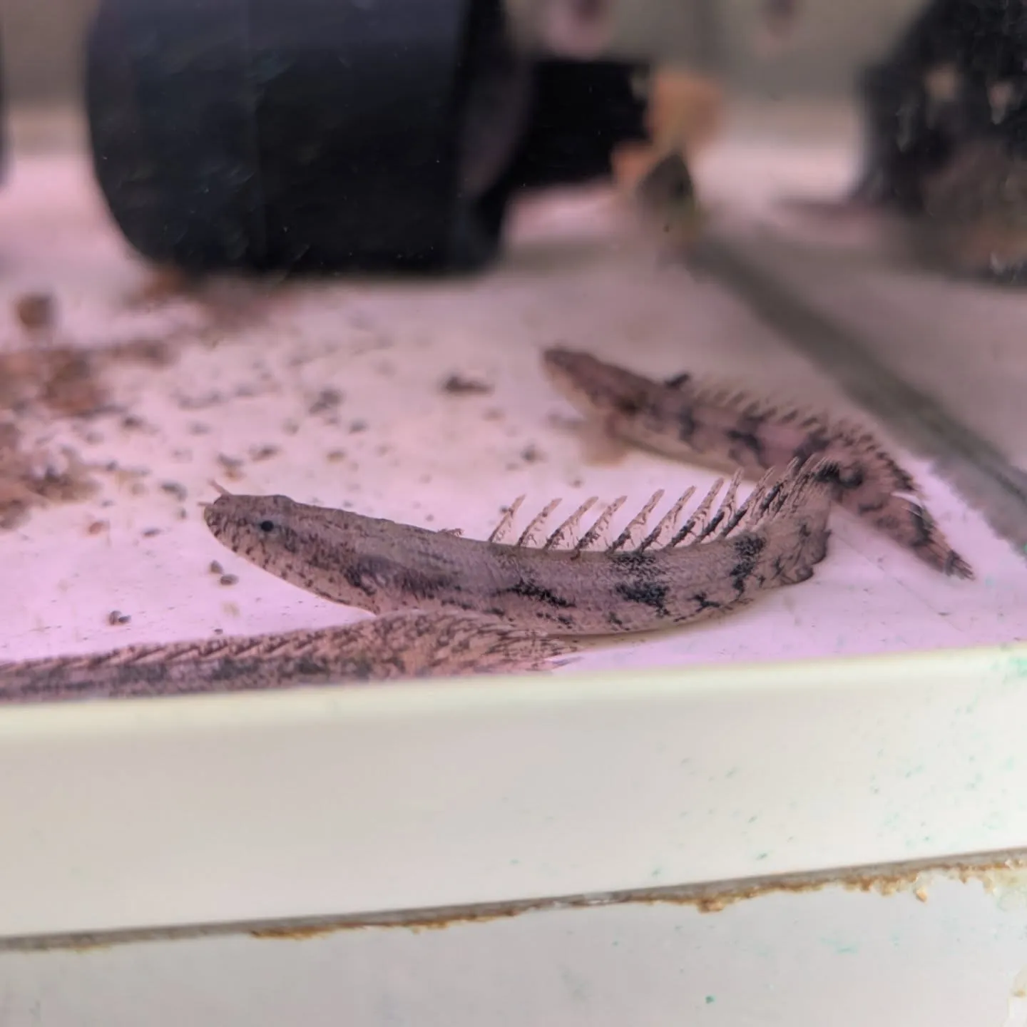 本日の入荷情報✨(熱帯魚)