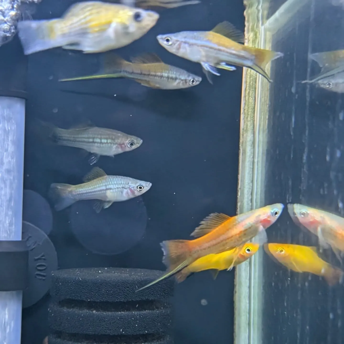 本日の入荷情報✨(熱帯魚)