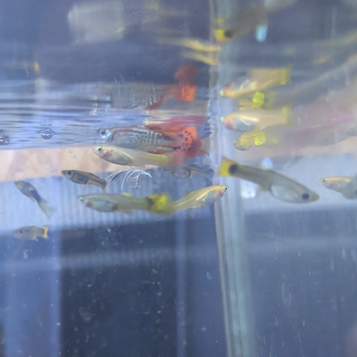 本日の入荷情報✨(熱帯魚)