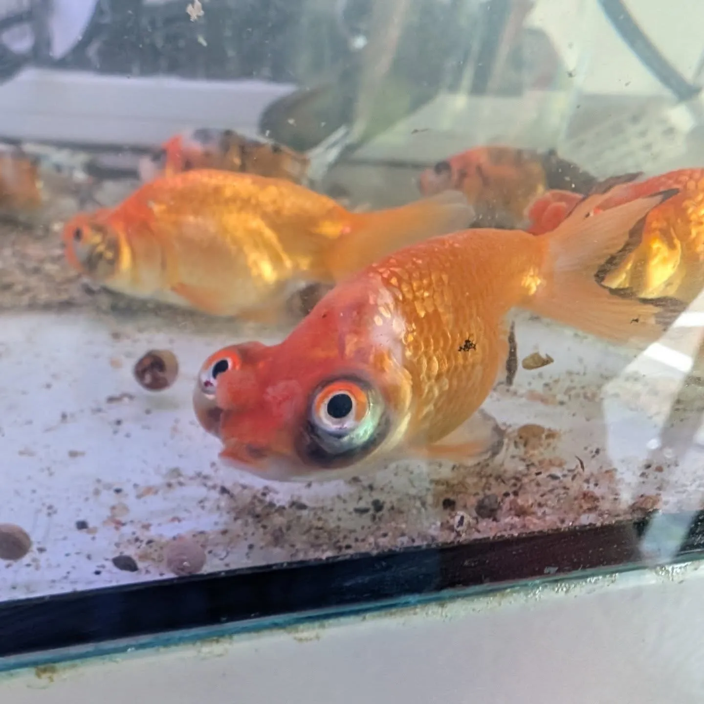 本日の入荷情報✨(金魚、メダカ、エビ)