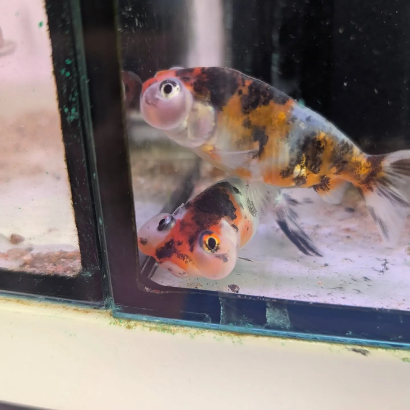 本日の入荷情報✨(金魚、メダカ、エビ)