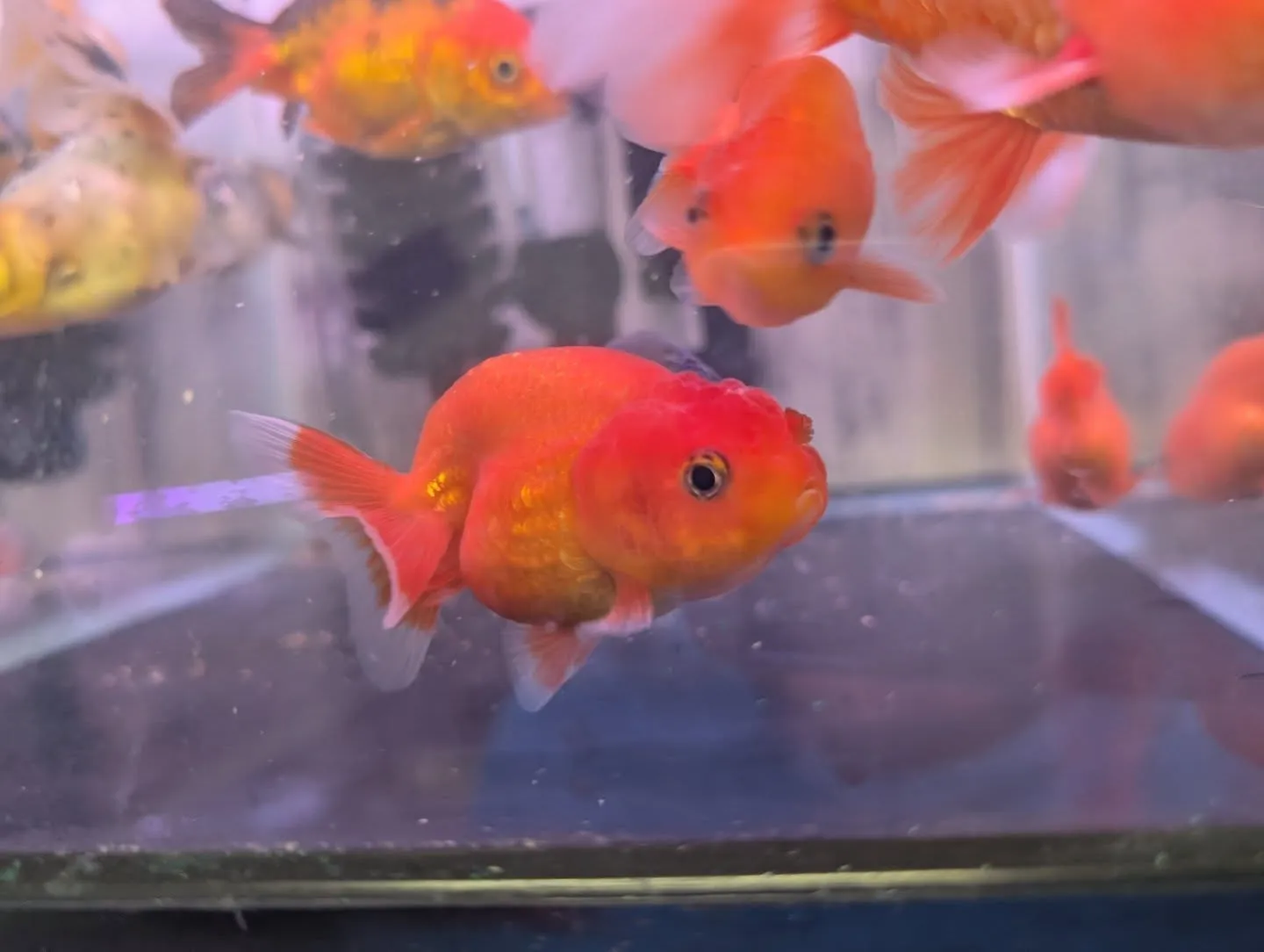 本日(昨日)の入荷情報✨(金魚、熱帯魚、水草、ベタ)
