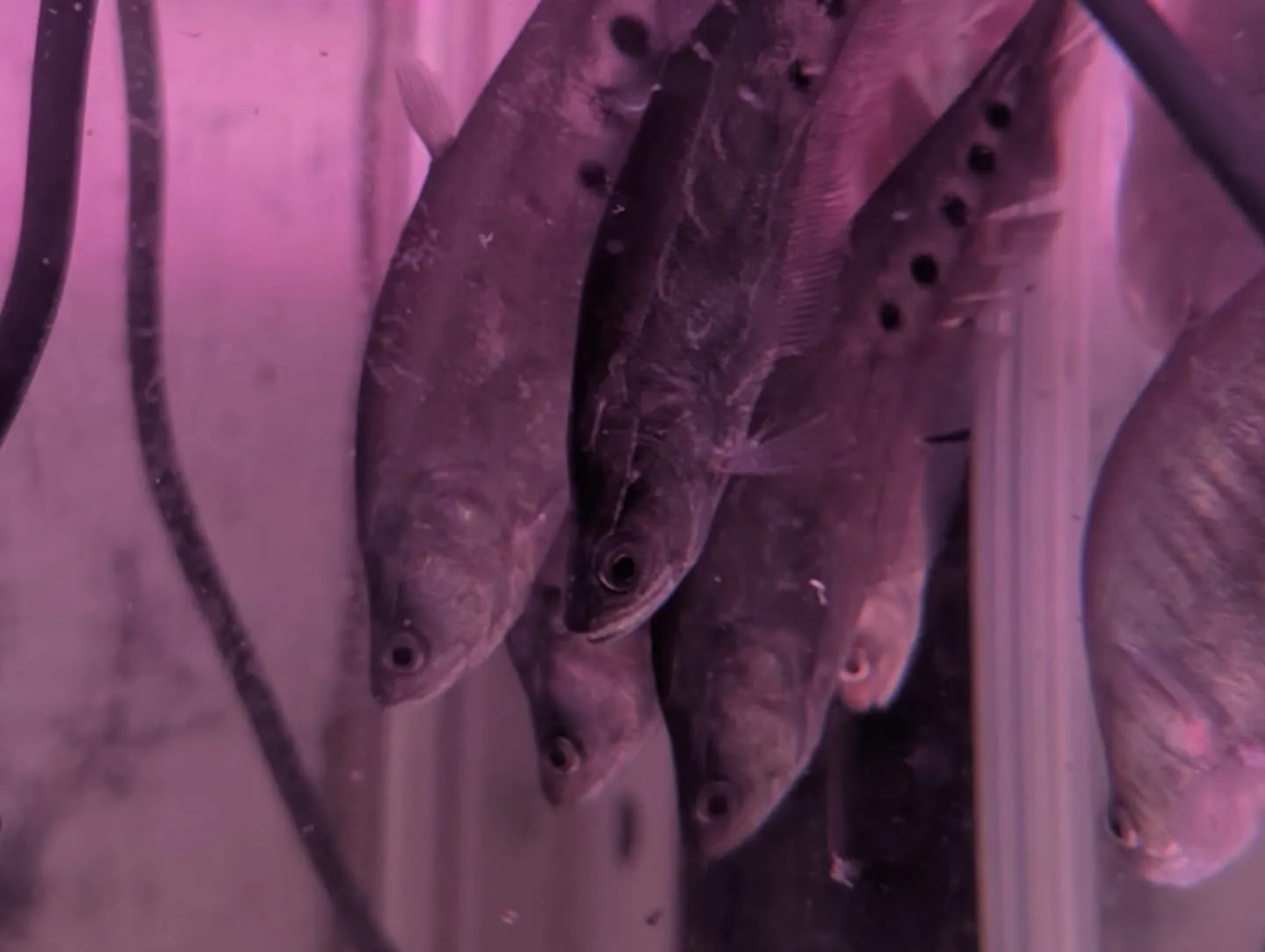 本日(昨日)の入荷情報✨(金魚、熱帯魚、水草、ベタ)