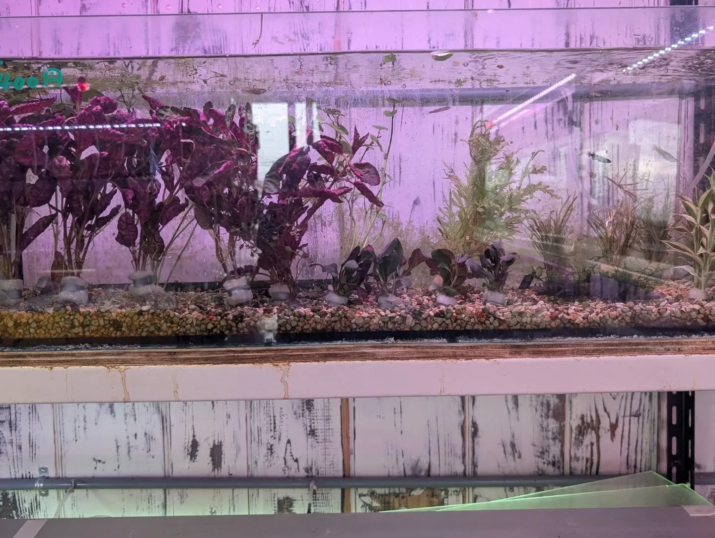 本日(昨日)の入荷情報✨(金魚、熱帯魚、水草、ベタ)
