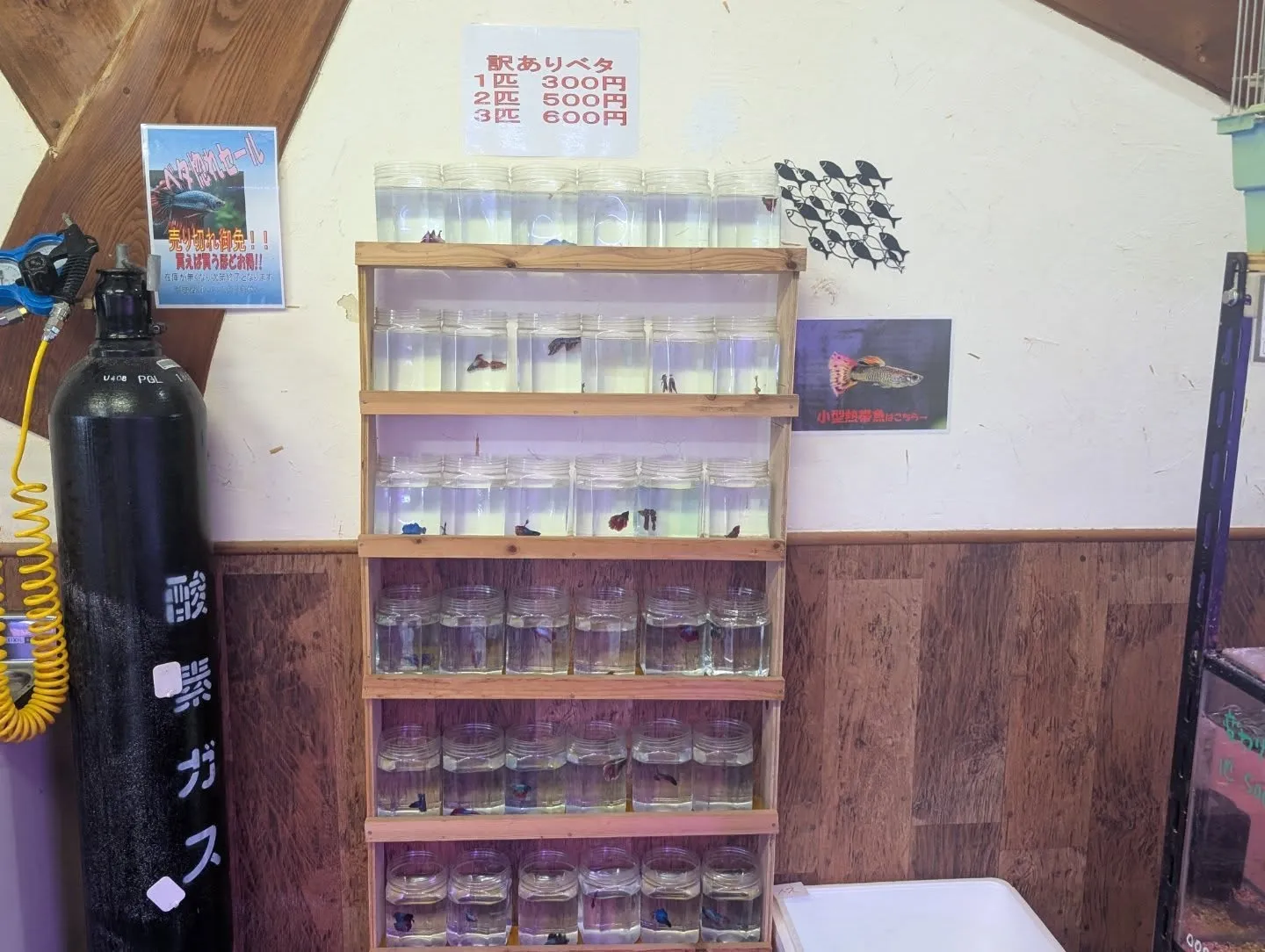 本日(昨日)の入荷情報✨(金魚、熱帯魚、水草、ベタ)