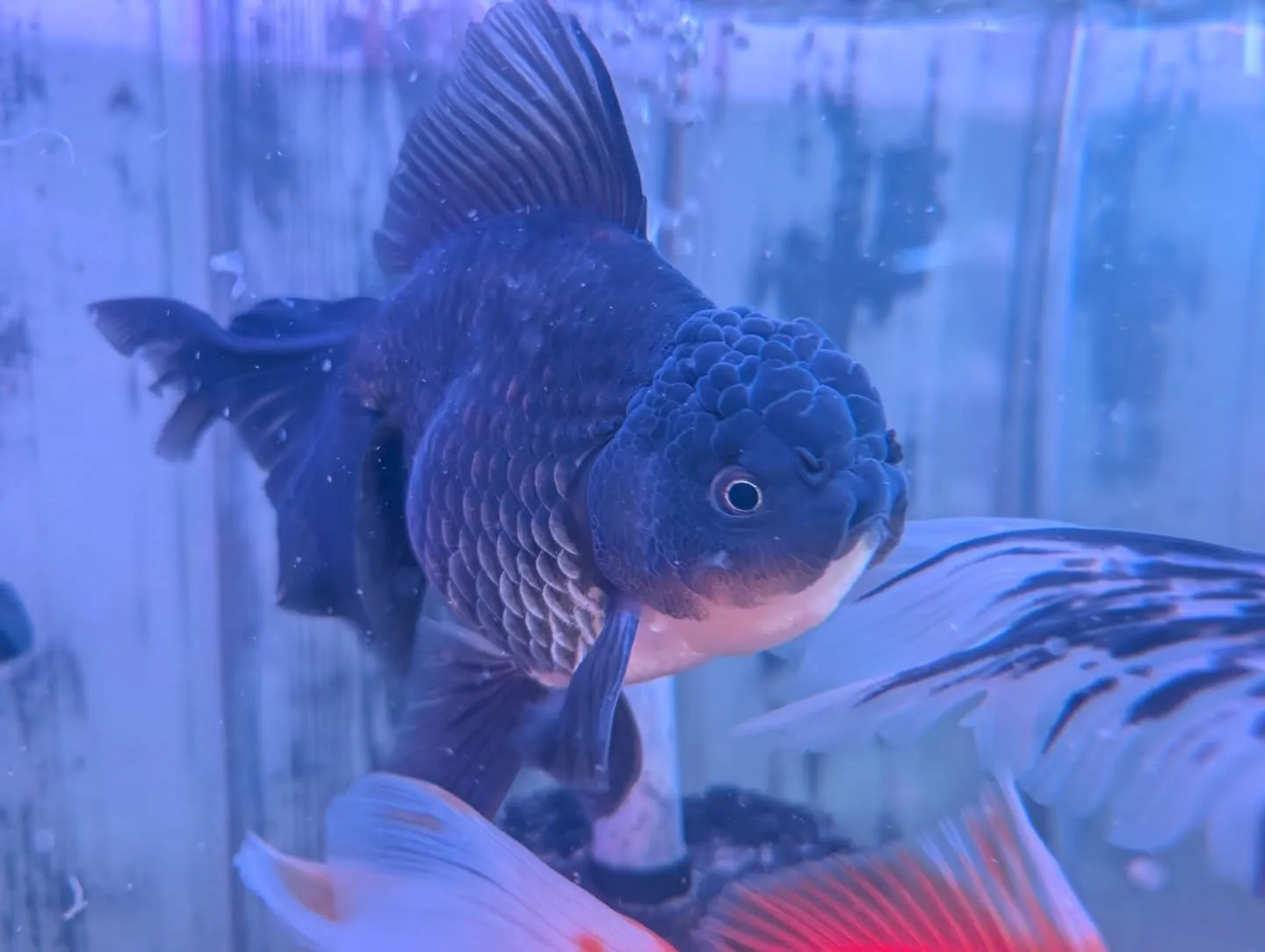 本日の入荷情報✨(金魚、メダカ)