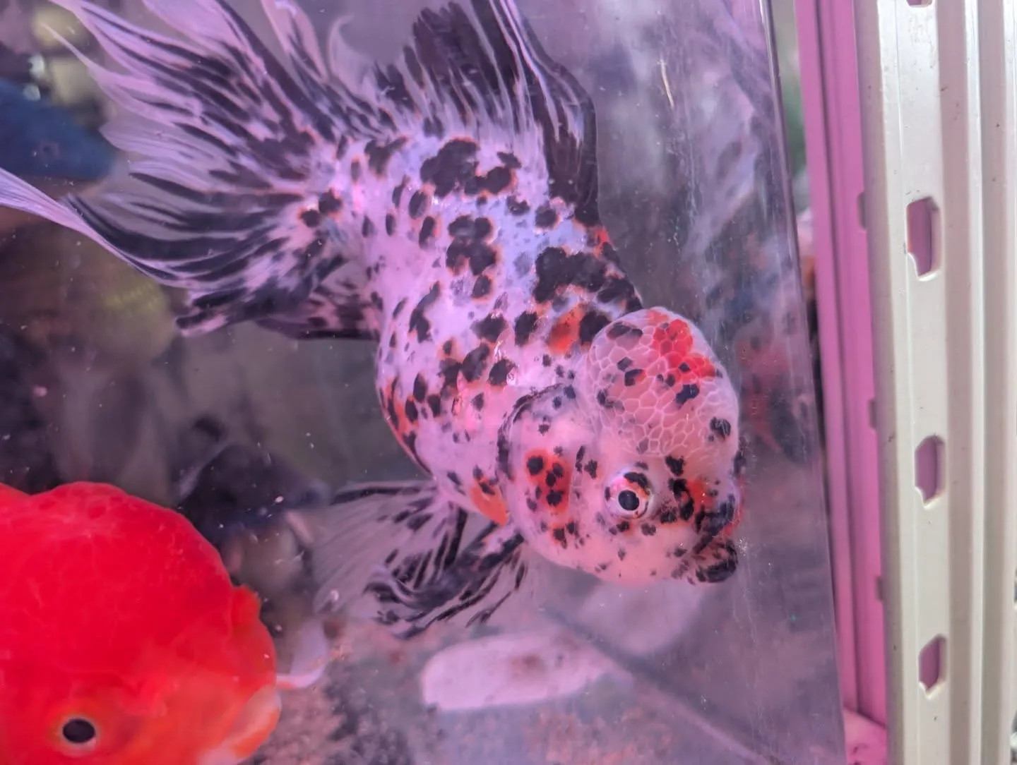 本日の入荷情報✨(金魚、メダカ)
