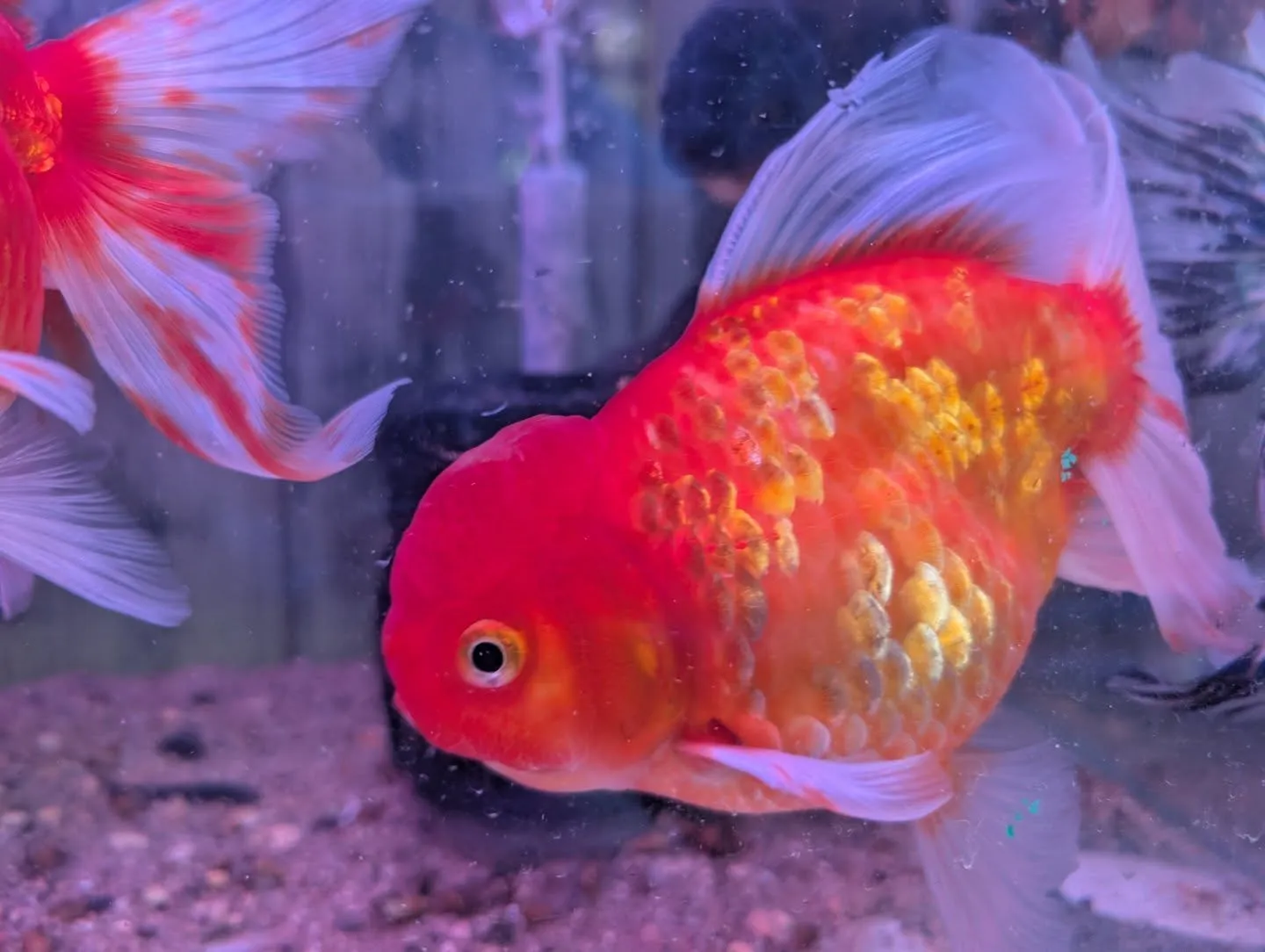 本日の入荷情報✨(金魚、メダカ)