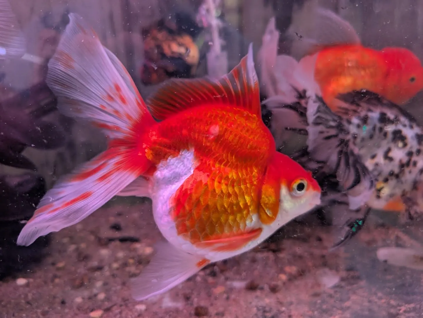 本日の入荷情報✨(金魚、メダカ)