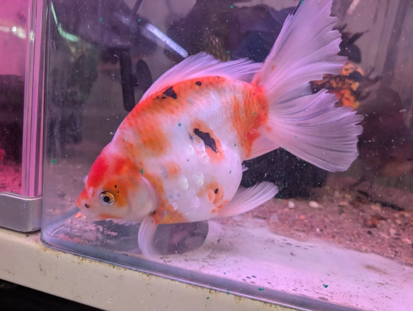 本日の入荷情報✨(金魚、メダカ)