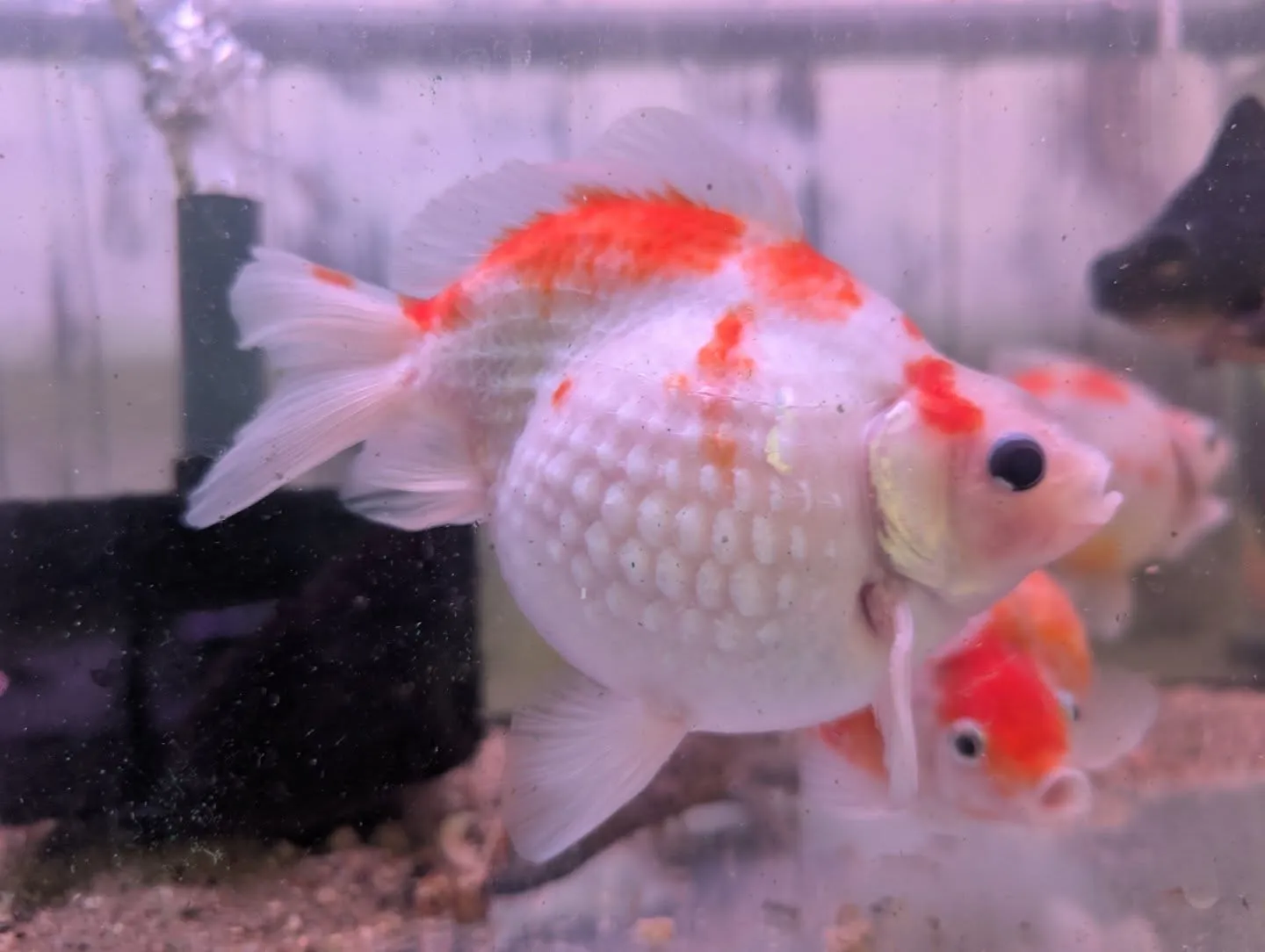 本日の入荷情報✨(金魚、メダカ)