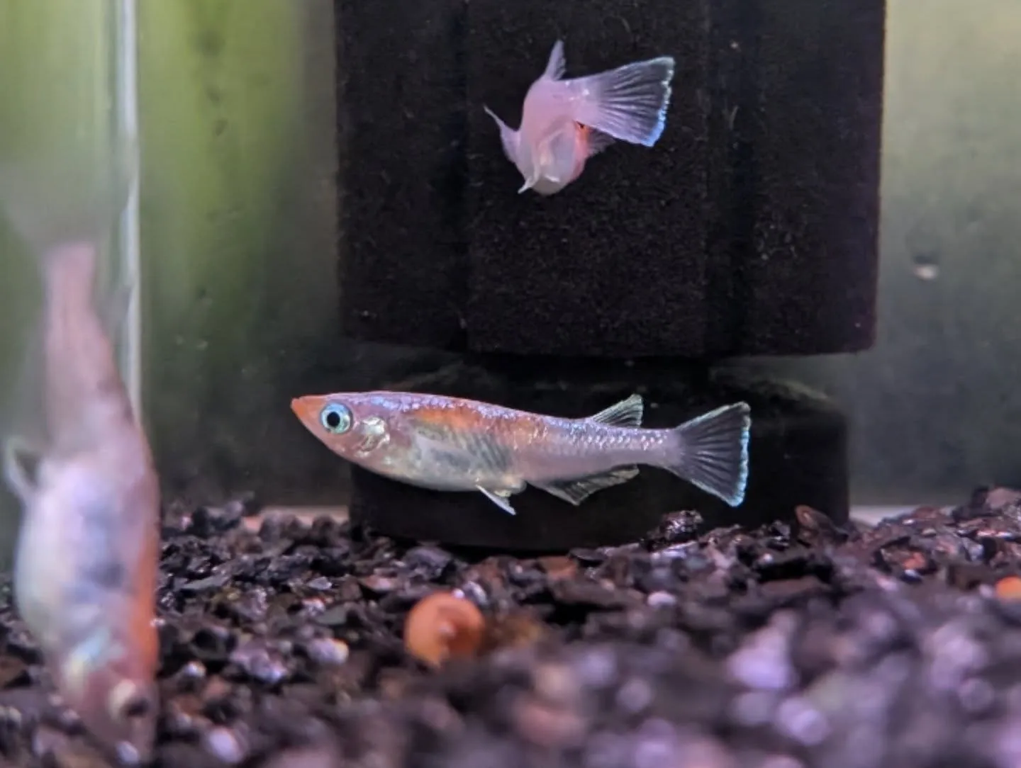 本日の入荷情報✨(金魚、メダカ)