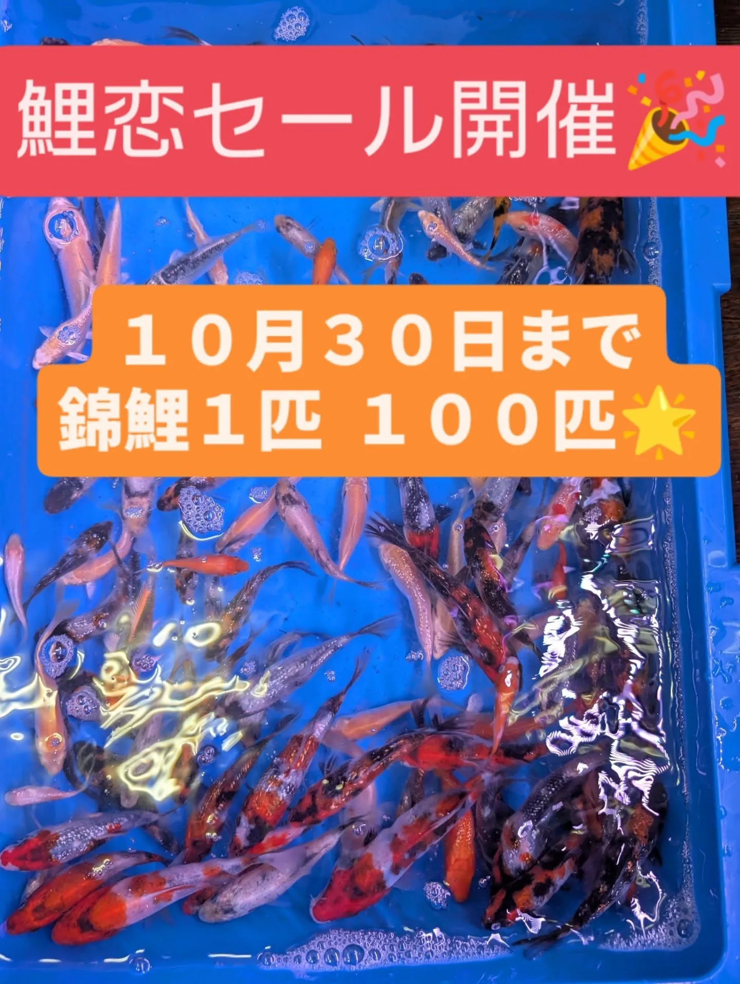 鯉恋セール開催🎉