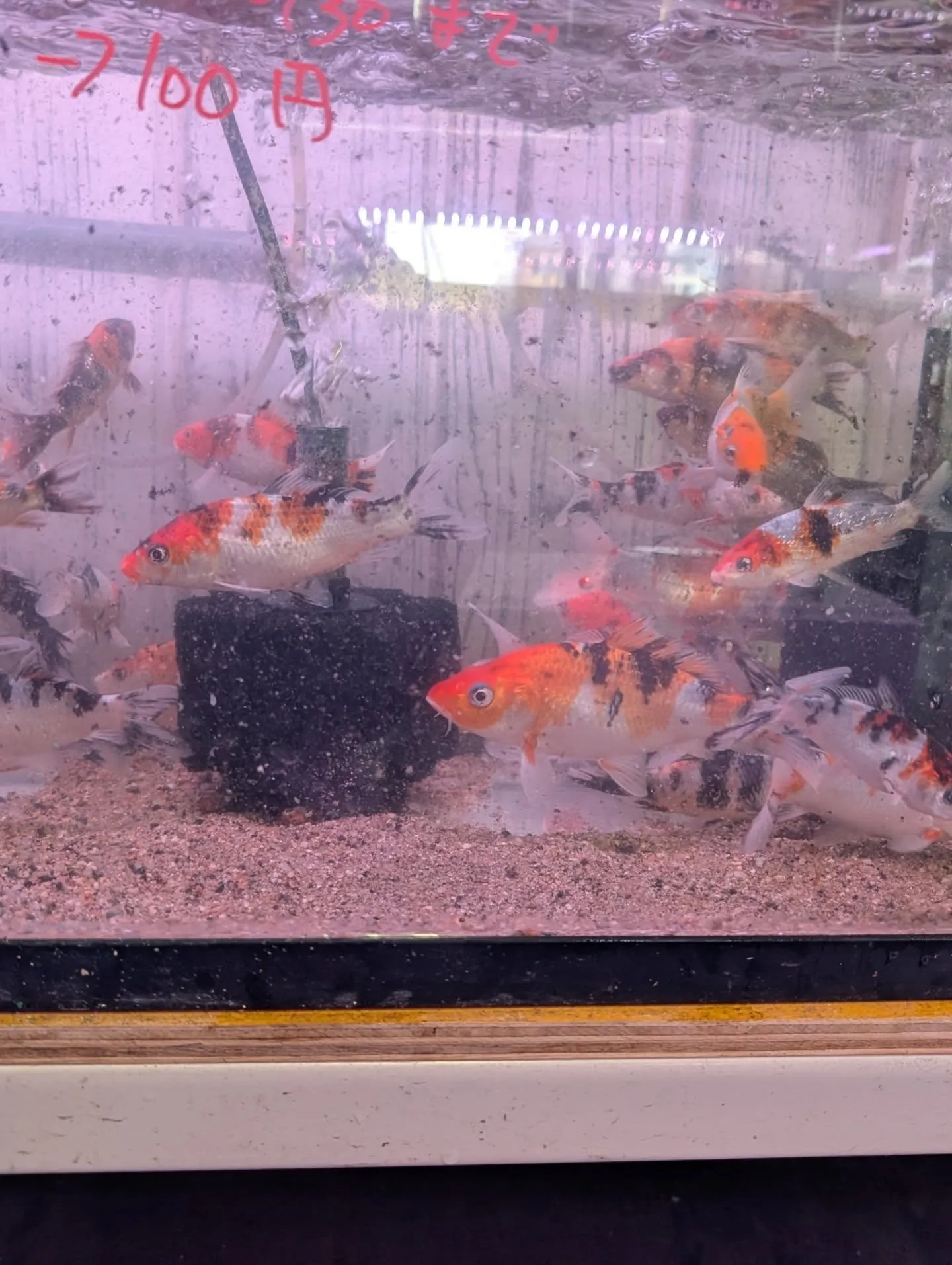 鯉恋セール開催🎉