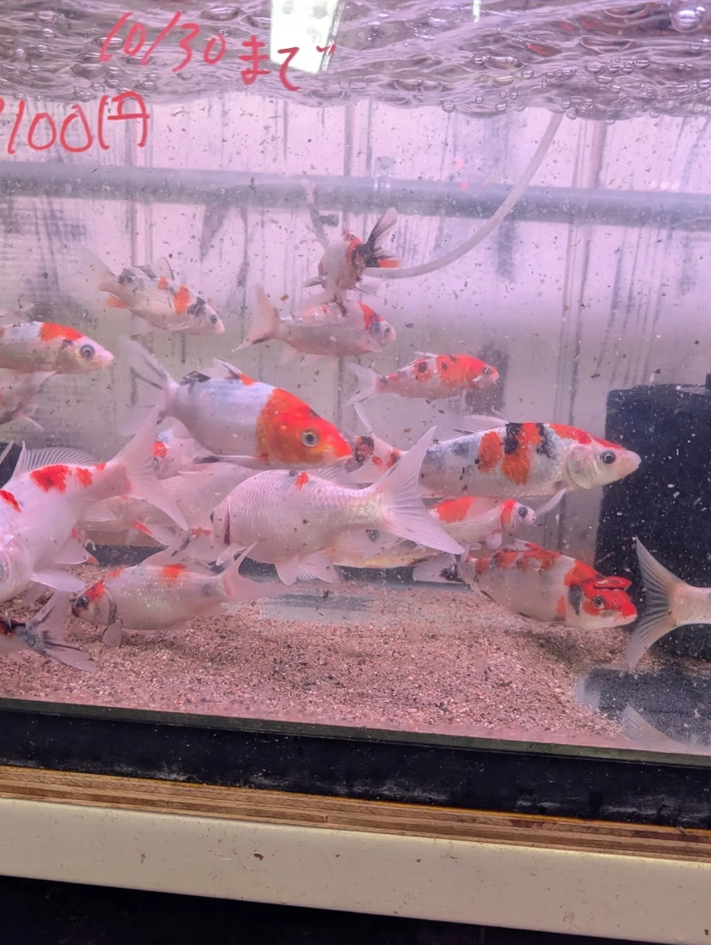 鯉恋セール開催🎉