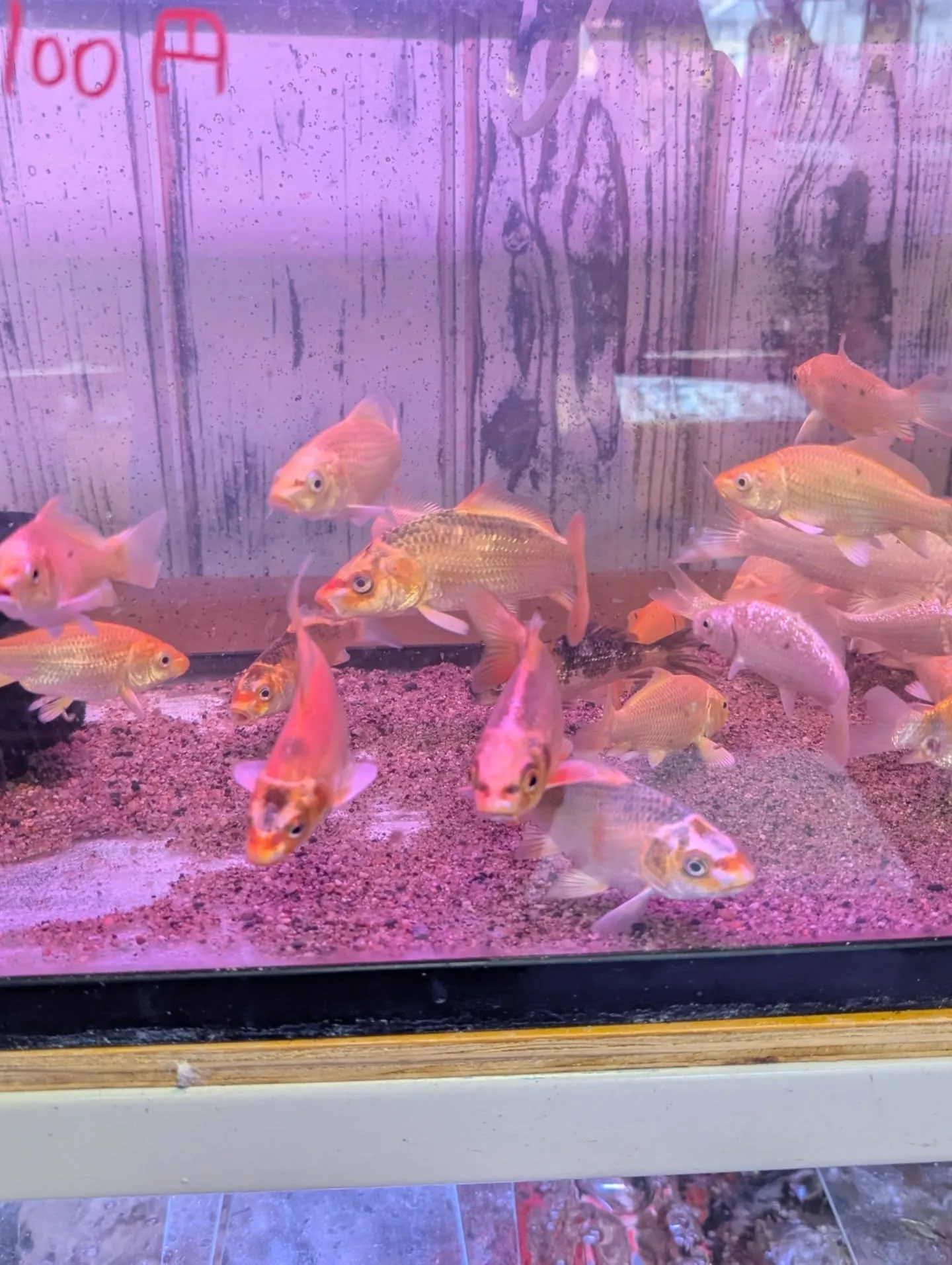 鯉恋セール開催🎉