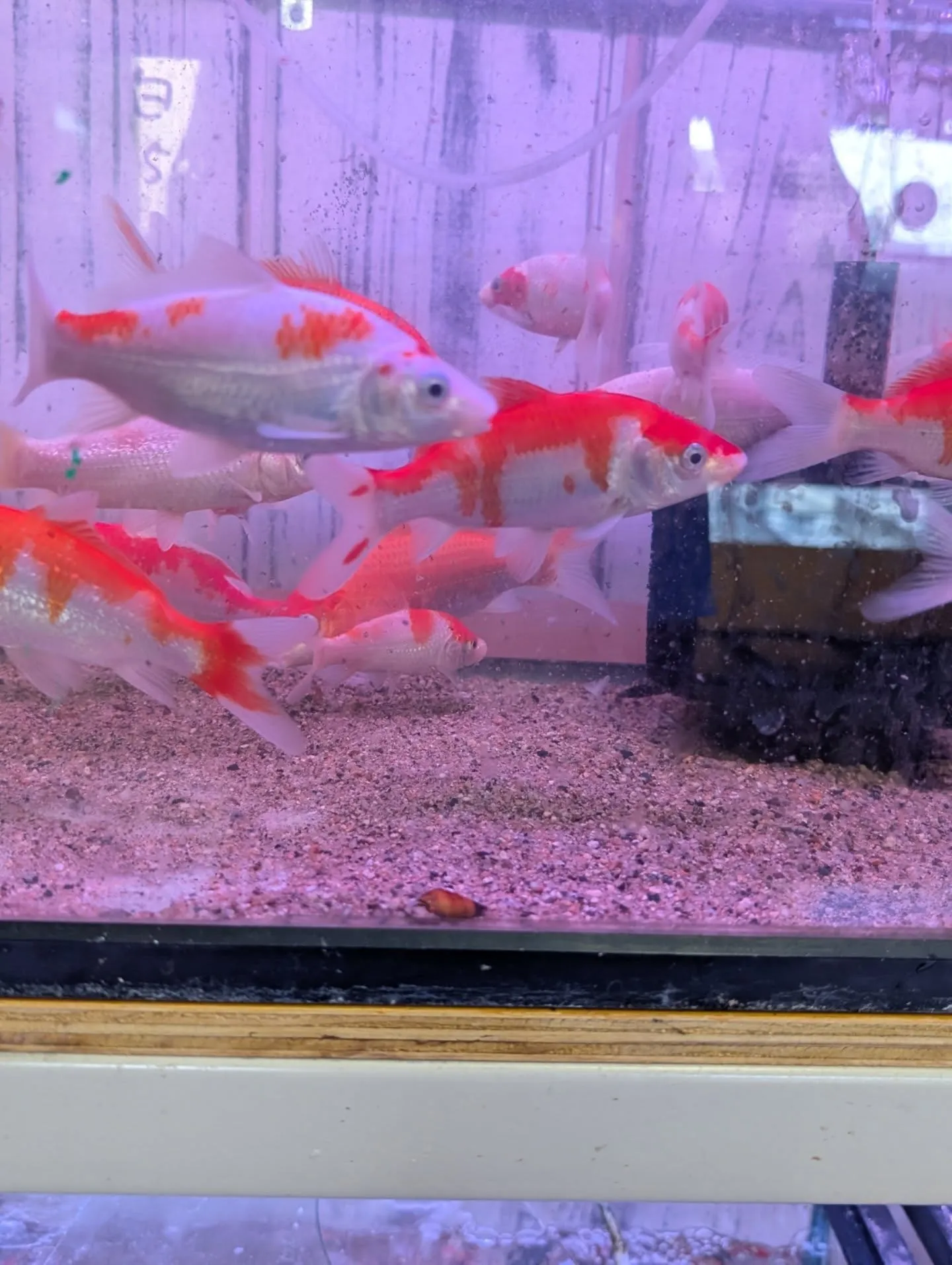 鯉恋セール開催🎉