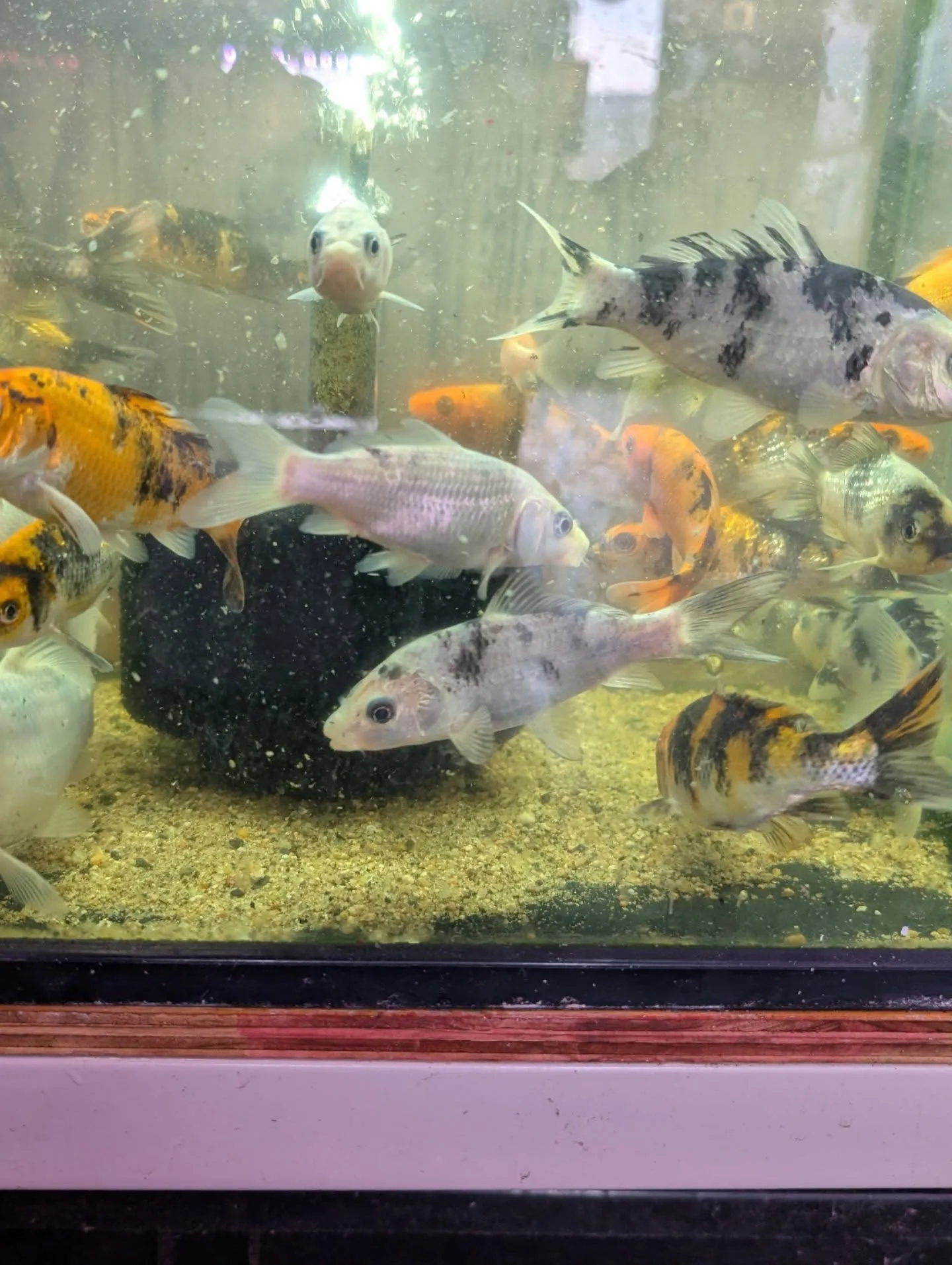 鯉恋セール開催🎉