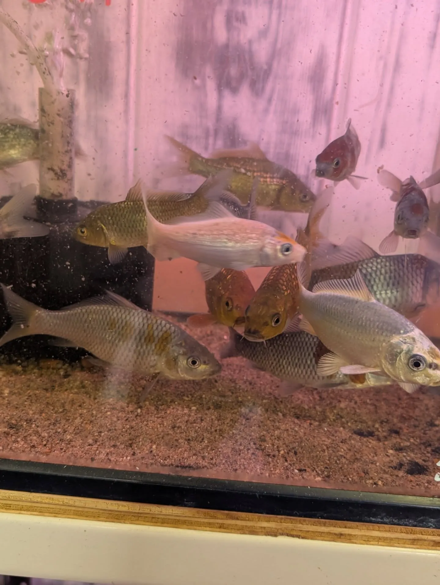 鯉恋セール開催🎉