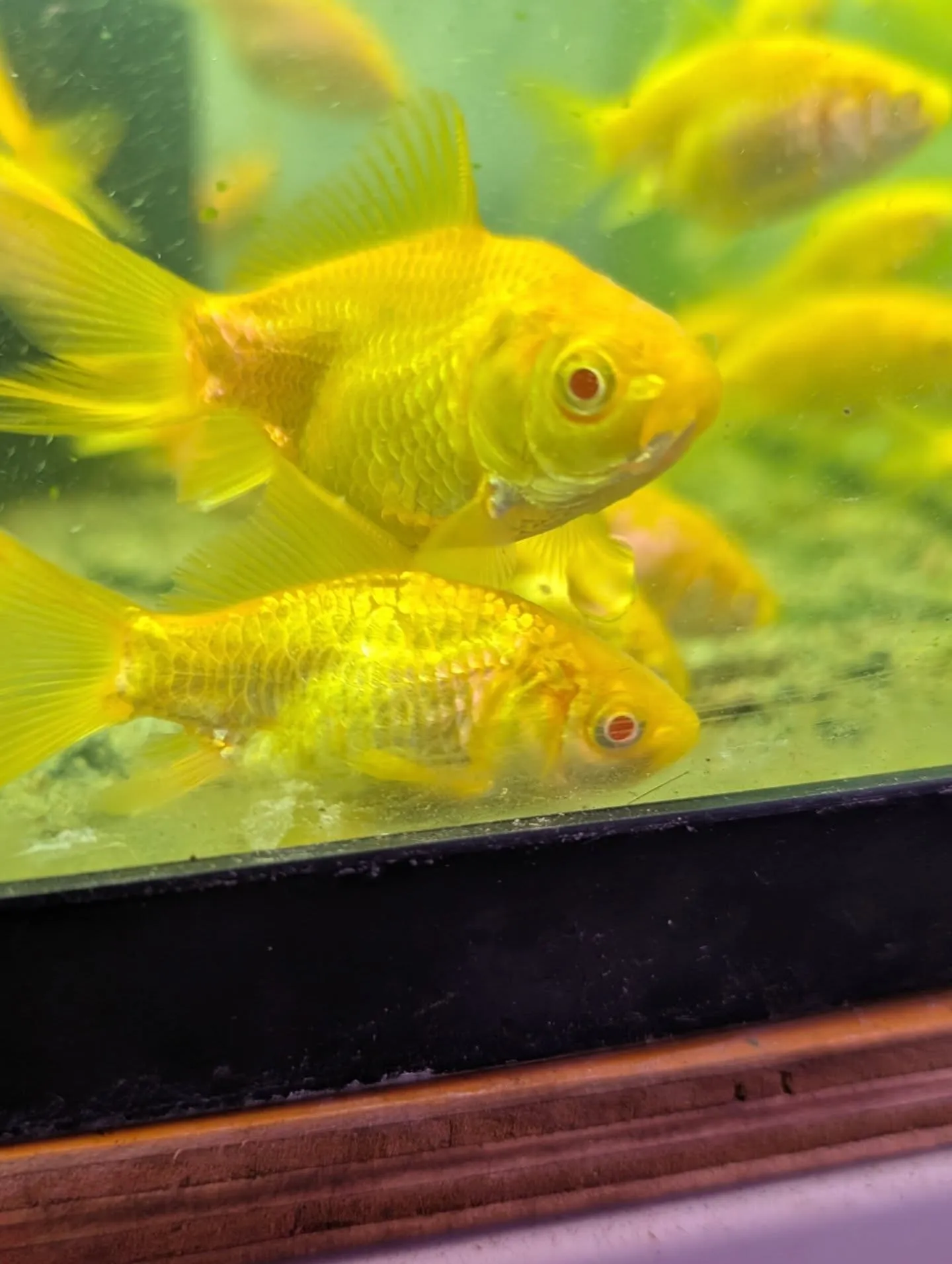 本日の入荷情報✨(金魚)