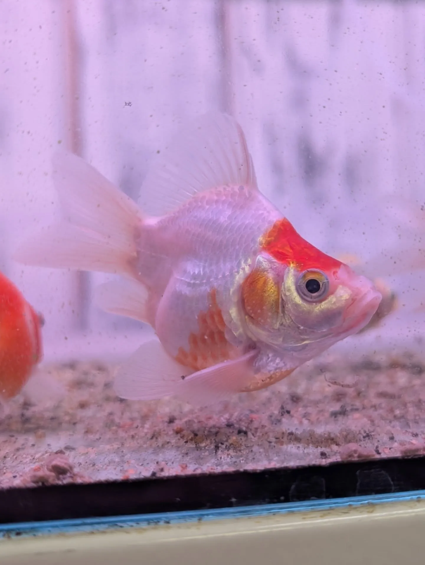 本日の入荷情報✨(金魚)