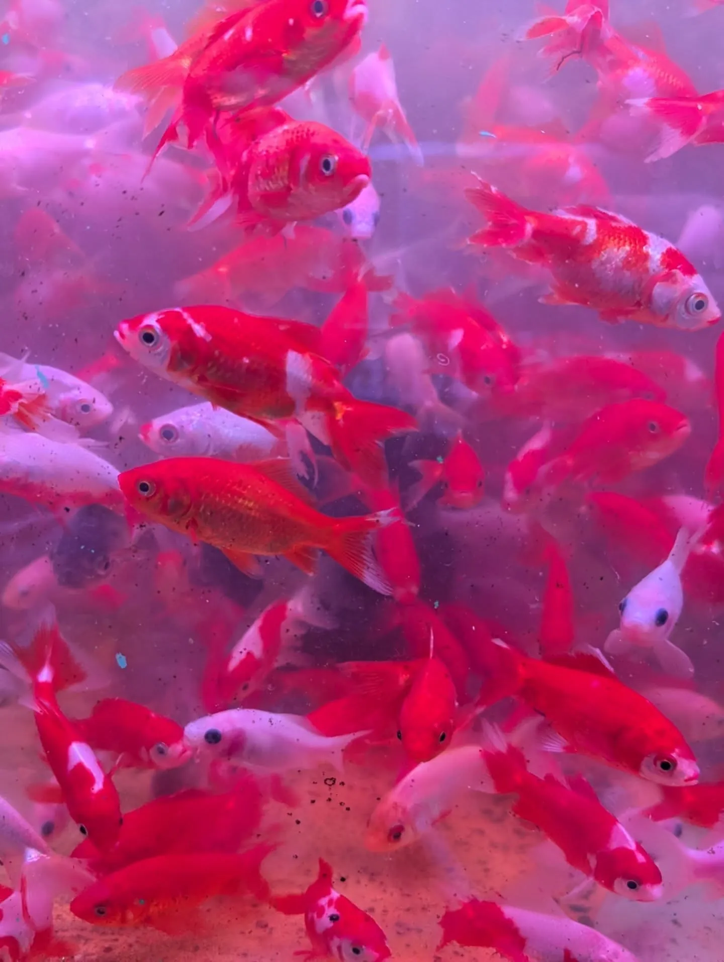 本日の入荷情報✨(金魚)