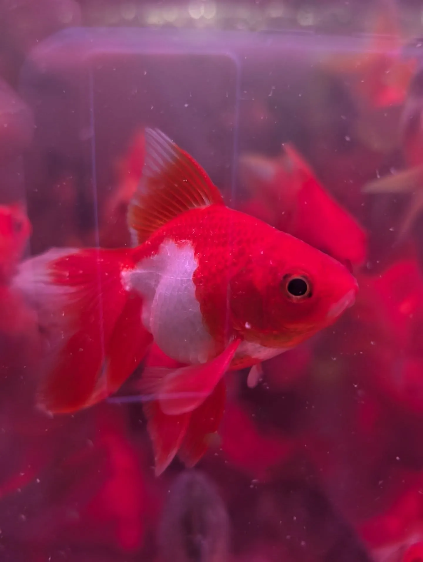 本日の入荷情報✨(金魚)