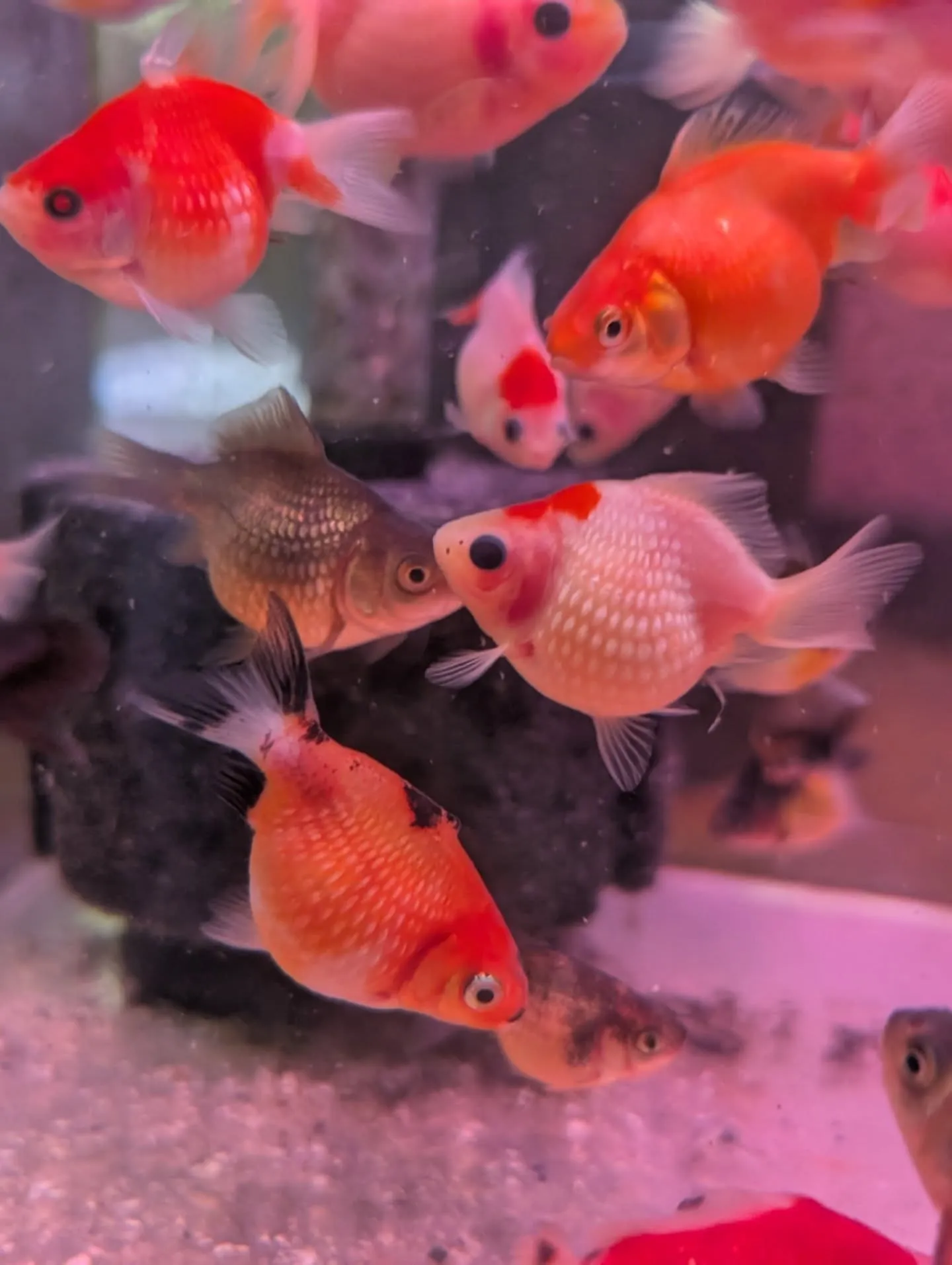 本日の入荷情報✨(金魚)