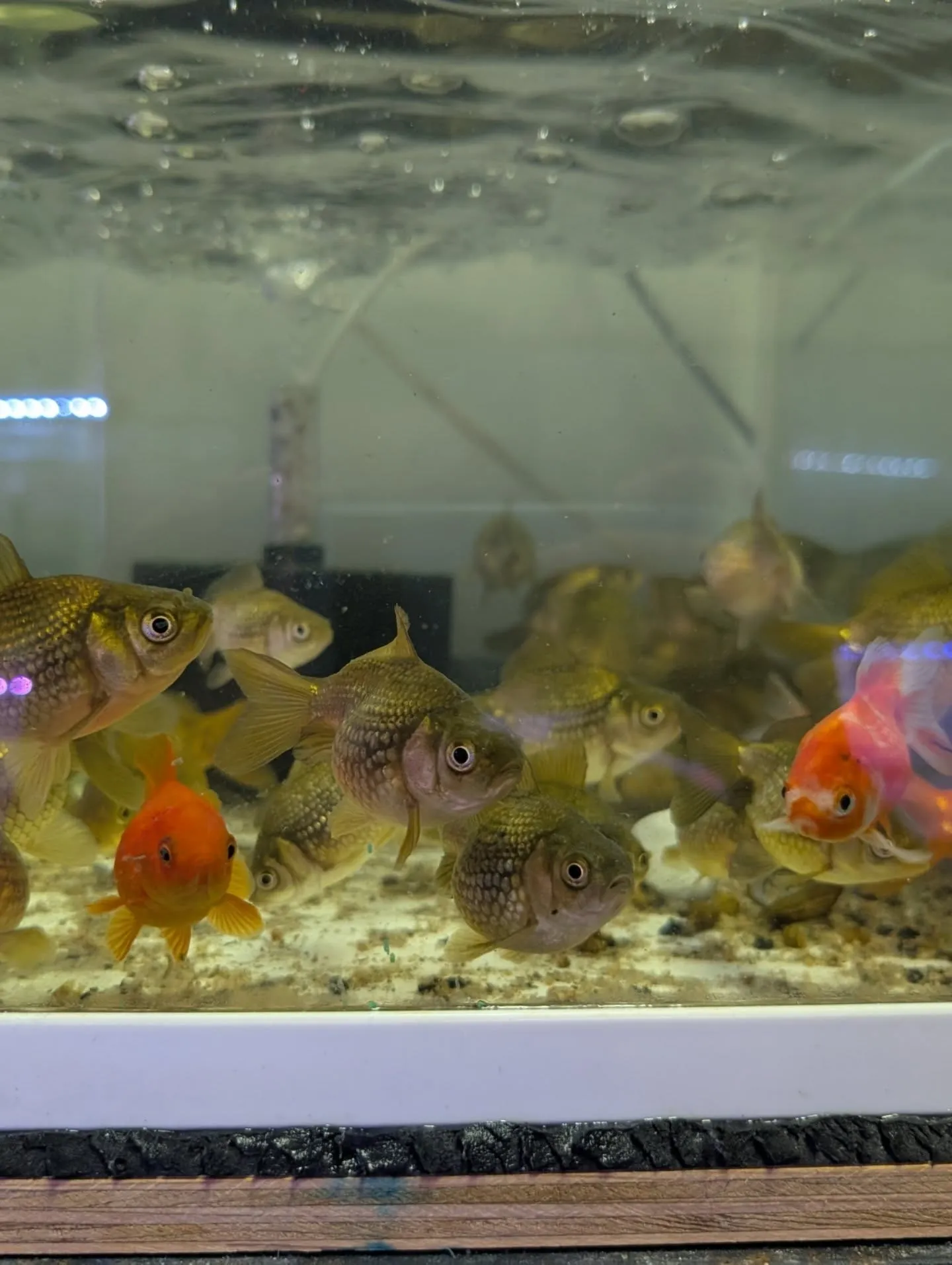 本日の入荷情報✨(金魚)