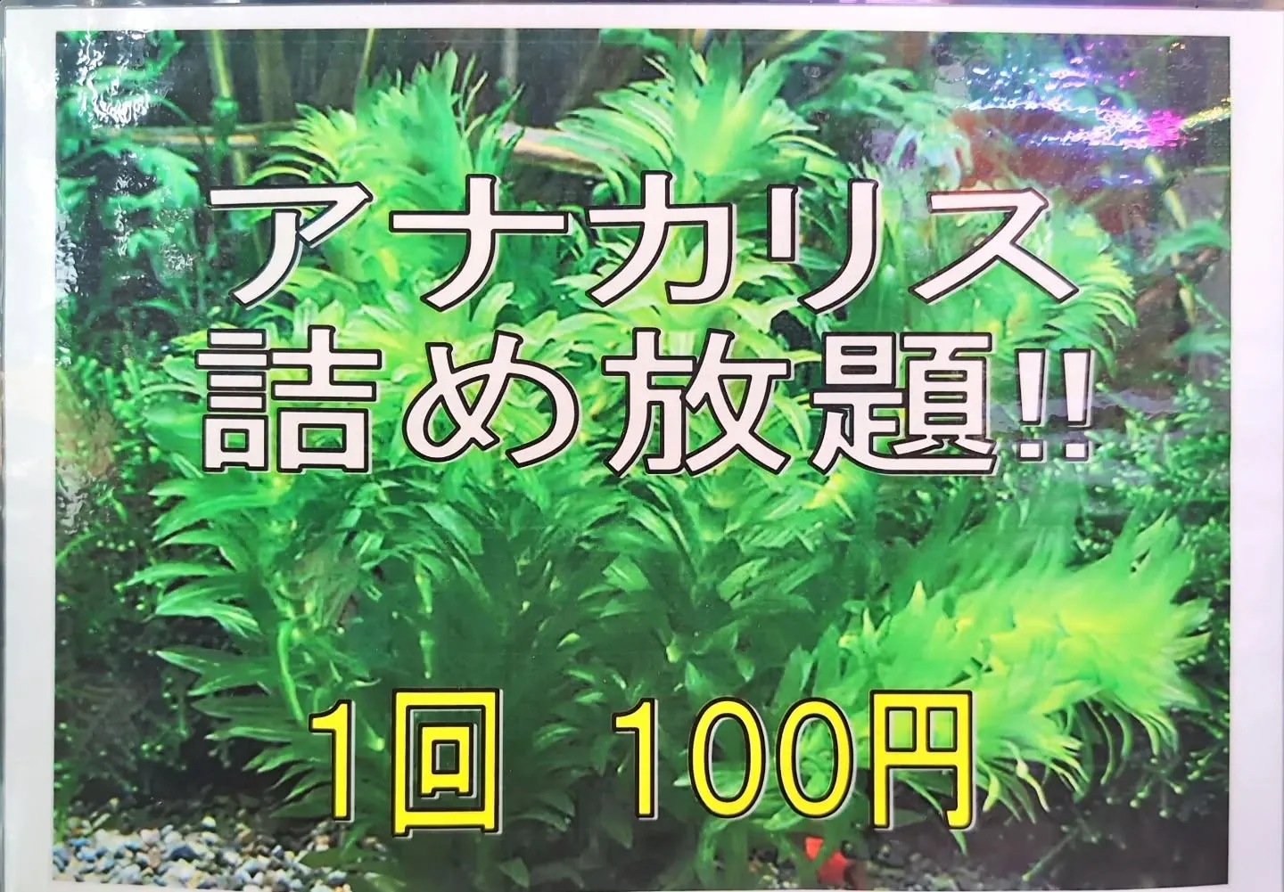 本日の入荷情報✨(水草、メダカ)