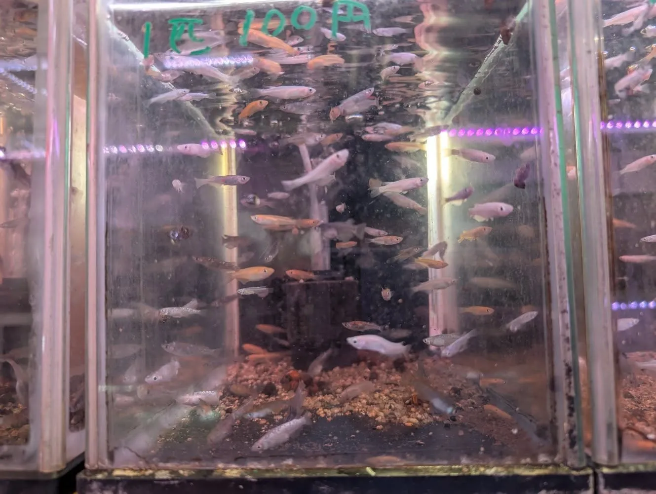 本日の入荷情報✨(水草、メダカ)