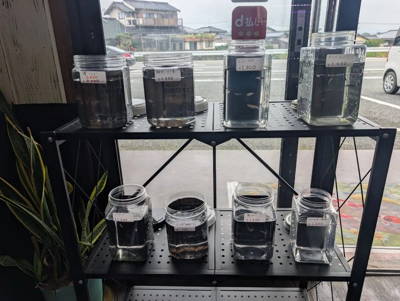 本日の入荷情報✨(水草、メダカ)