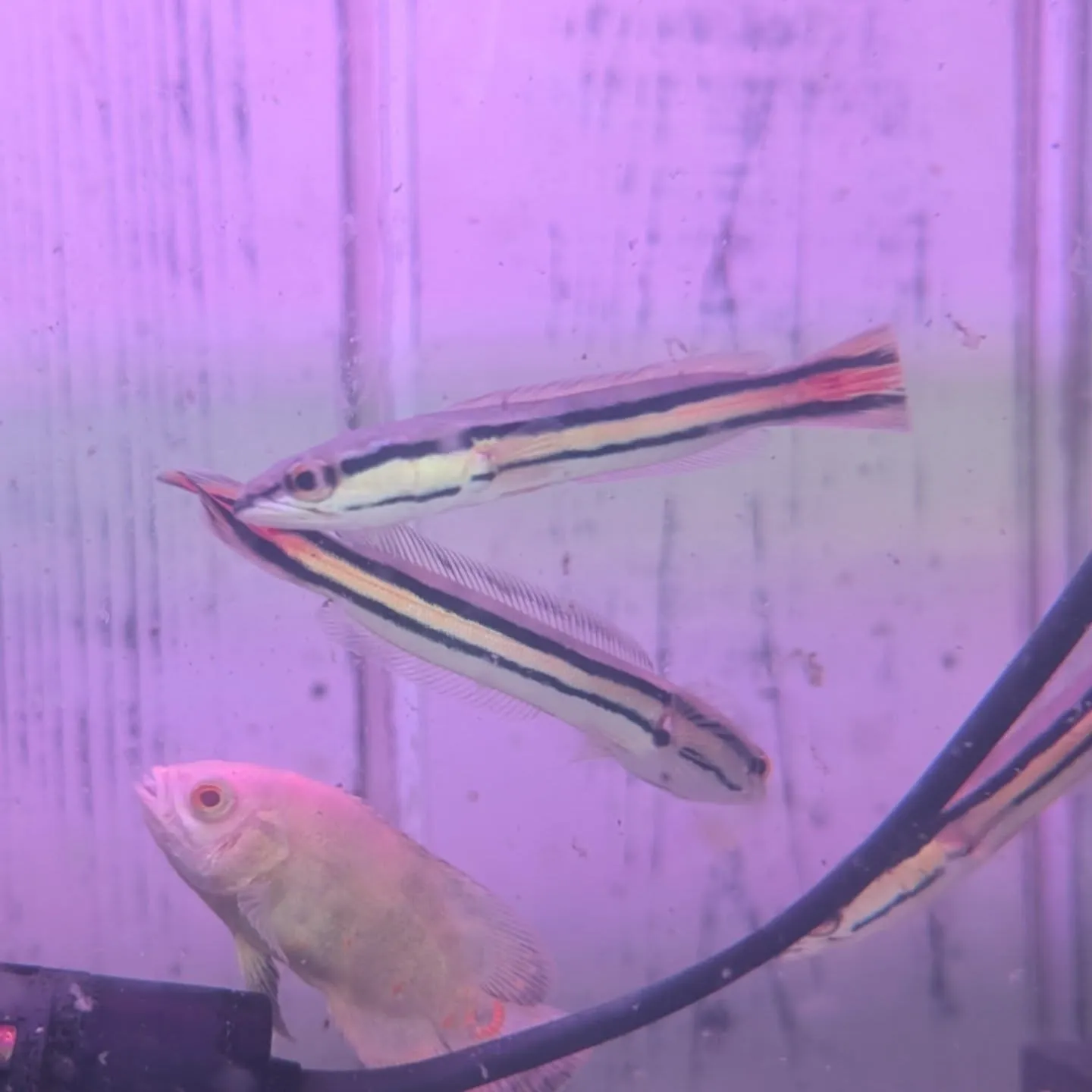 本日の入荷情報✨(熱帯魚、水草)