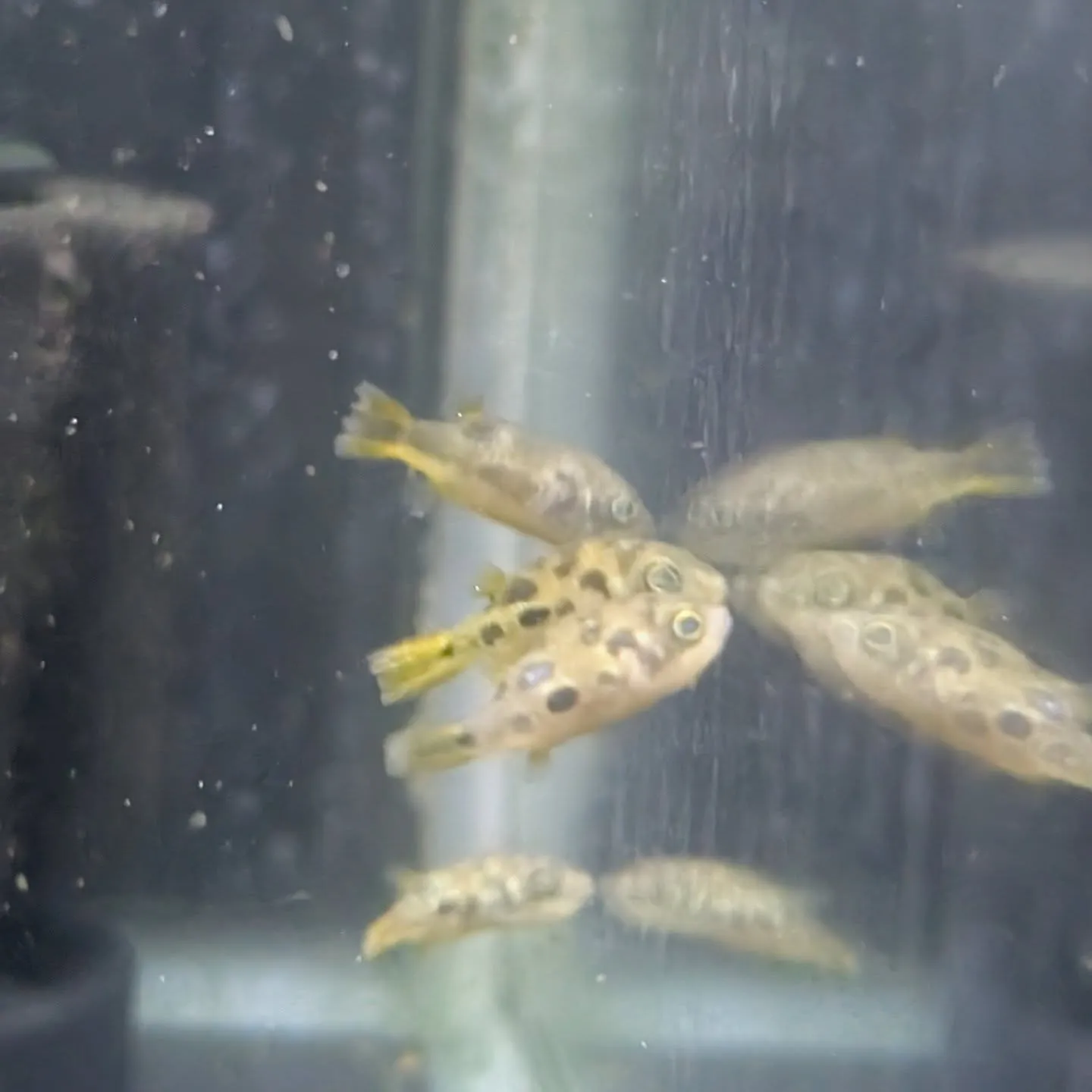 本日の入荷情報✨(熱帯魚、水草)