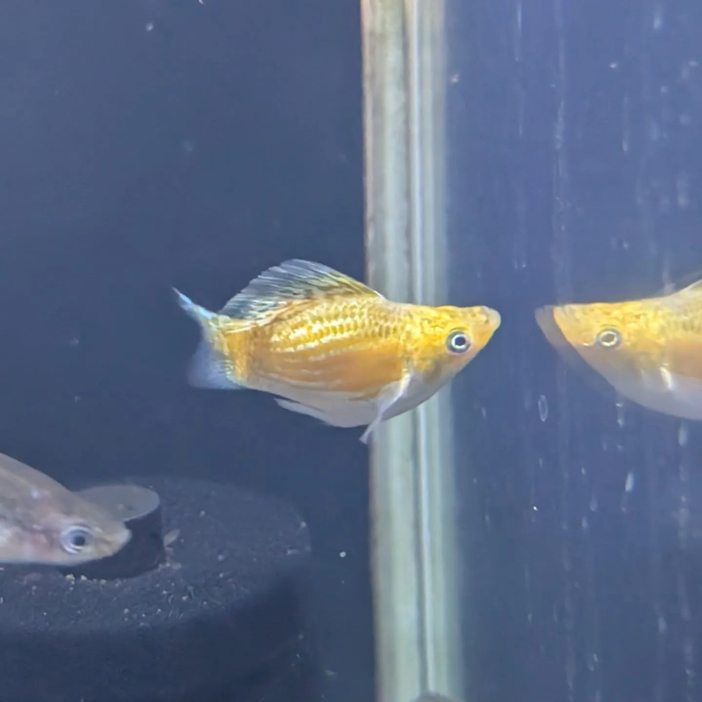 本日の入荷情報✨(熱帯魚、水草)