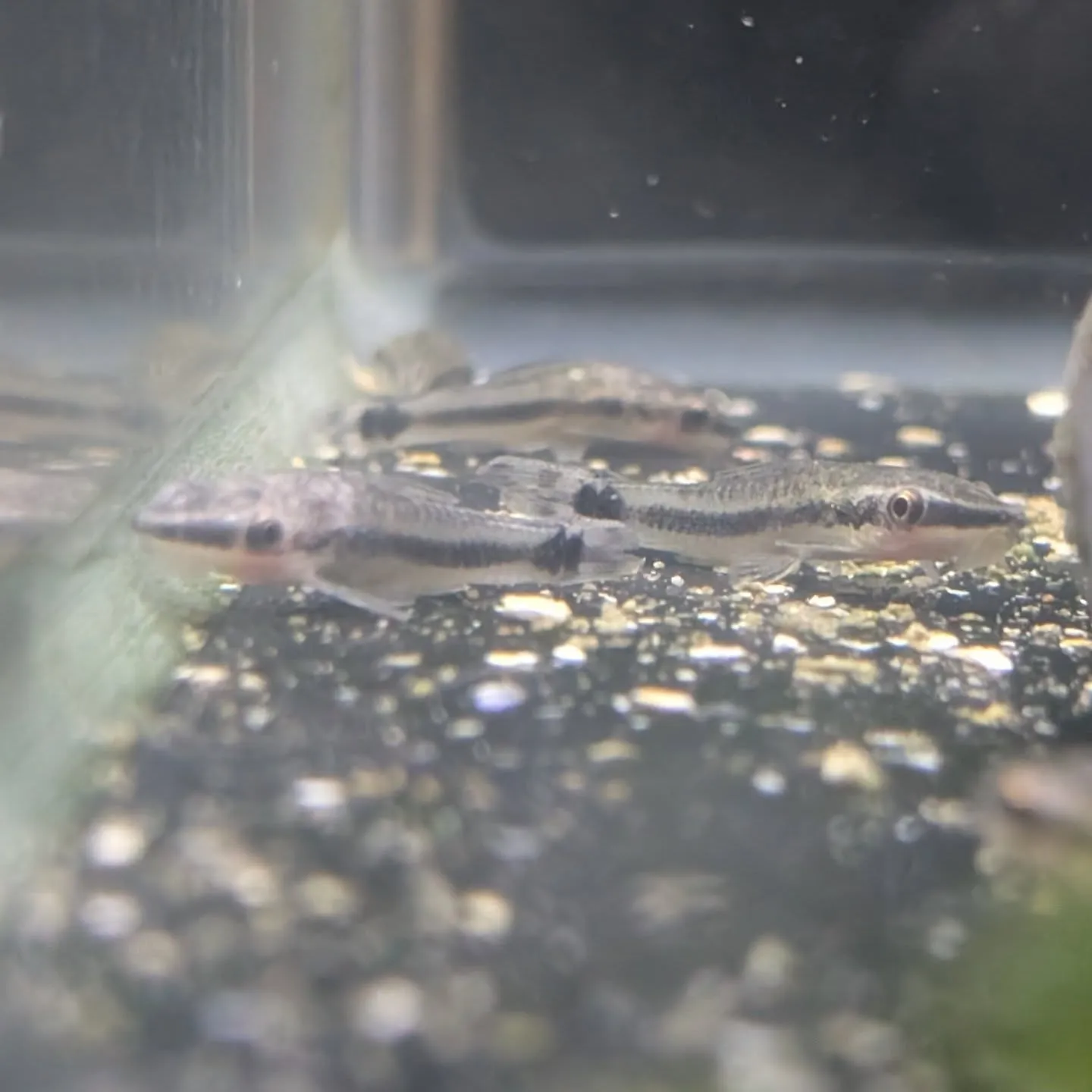 本日の入荷情報✨(熱帯魚、水草)