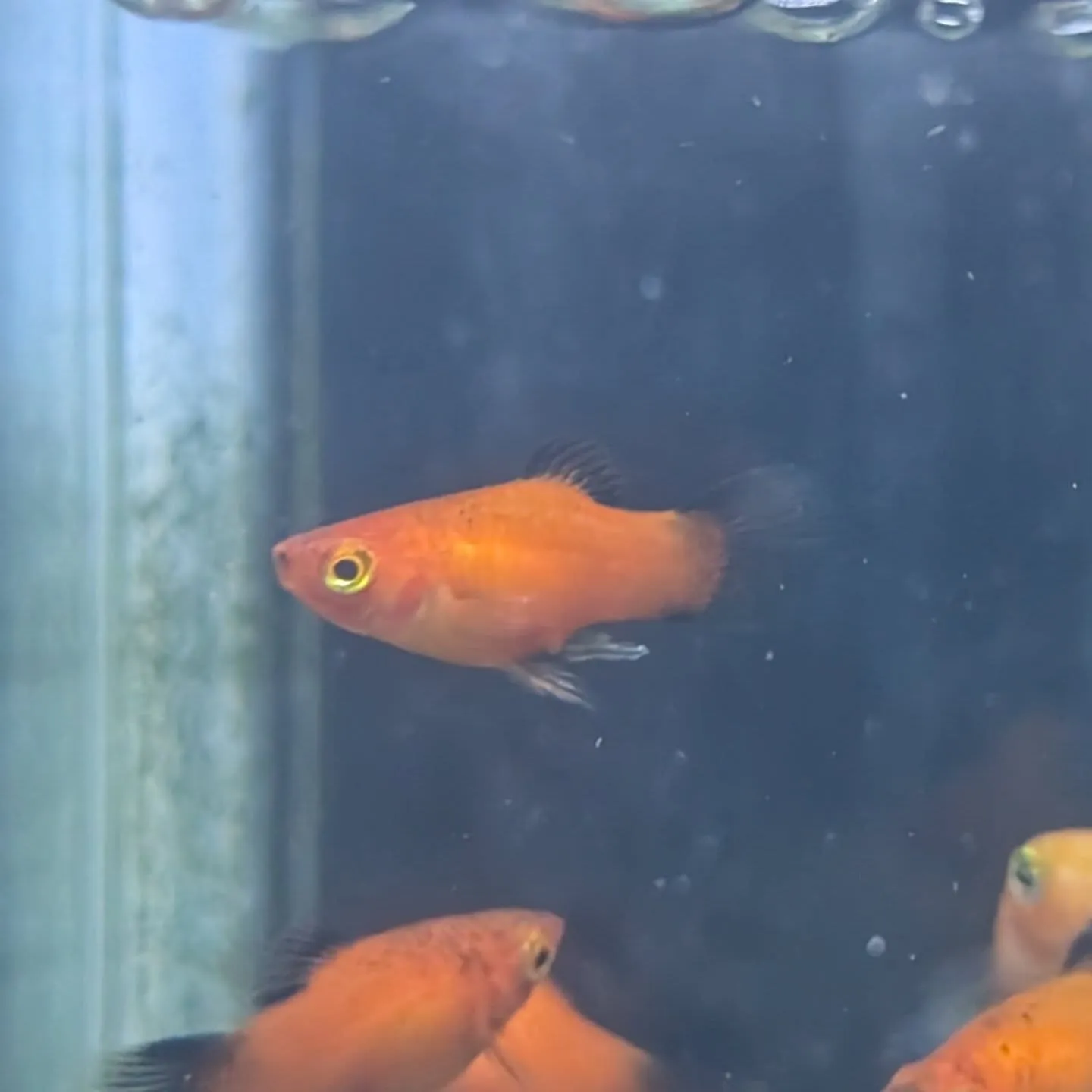 本日の入荷情報✨(熱帯魚)