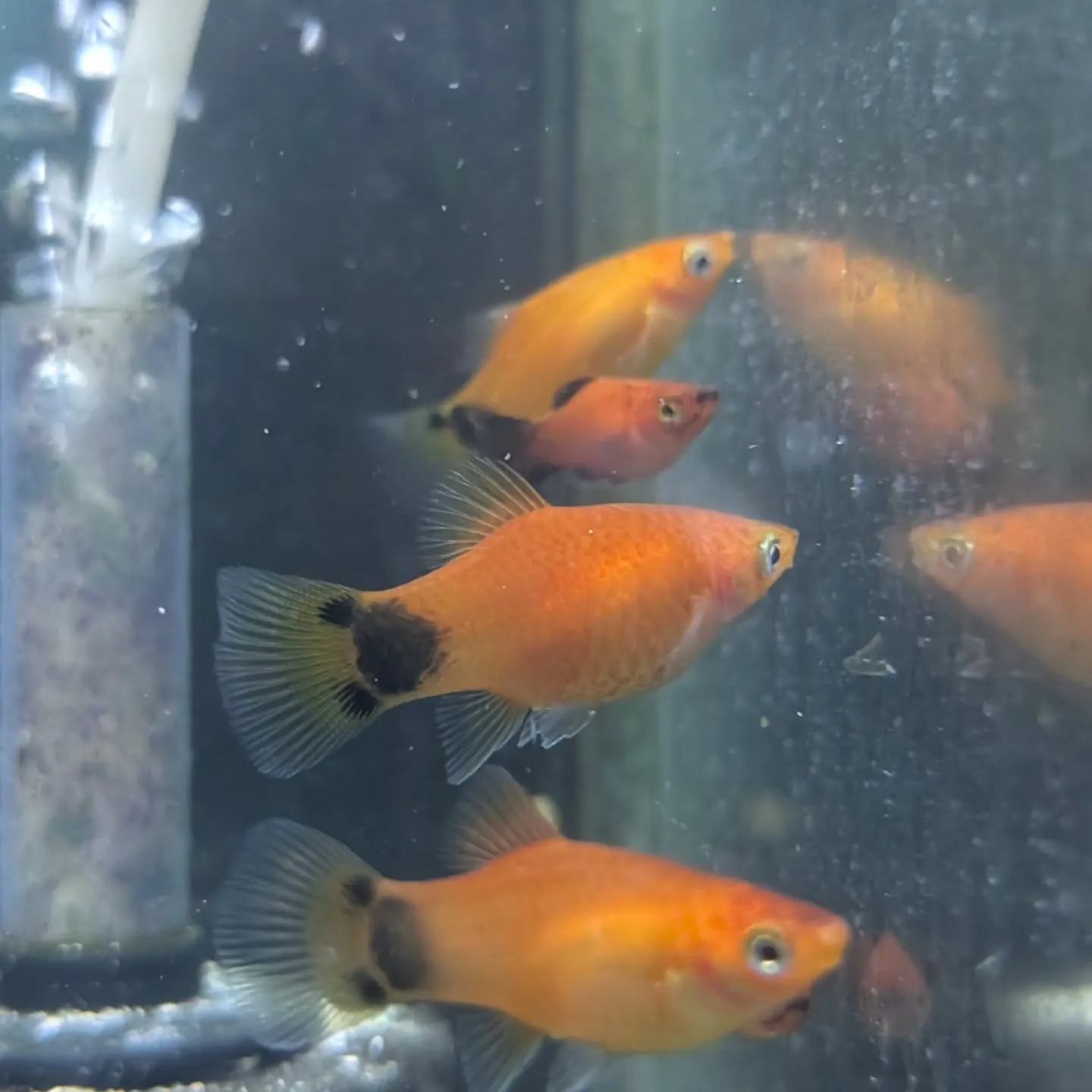 本日の入荷情報✨(熱帯魚)