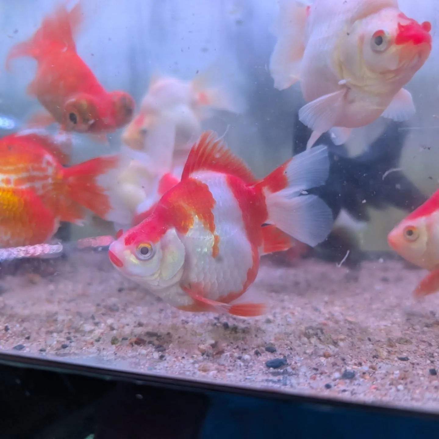 本日の入荷情報✨(金魚)