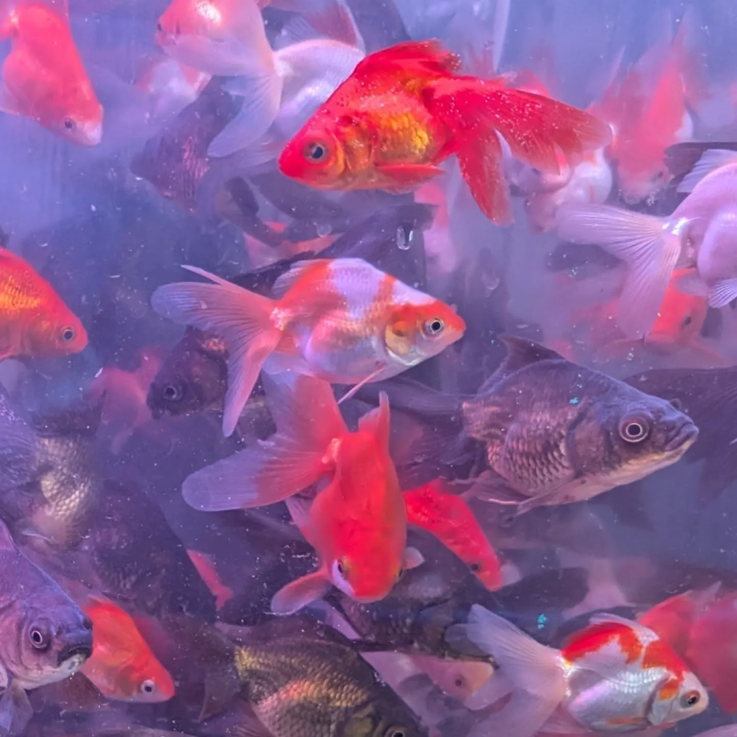 本日の入荷情報✨(金魚)