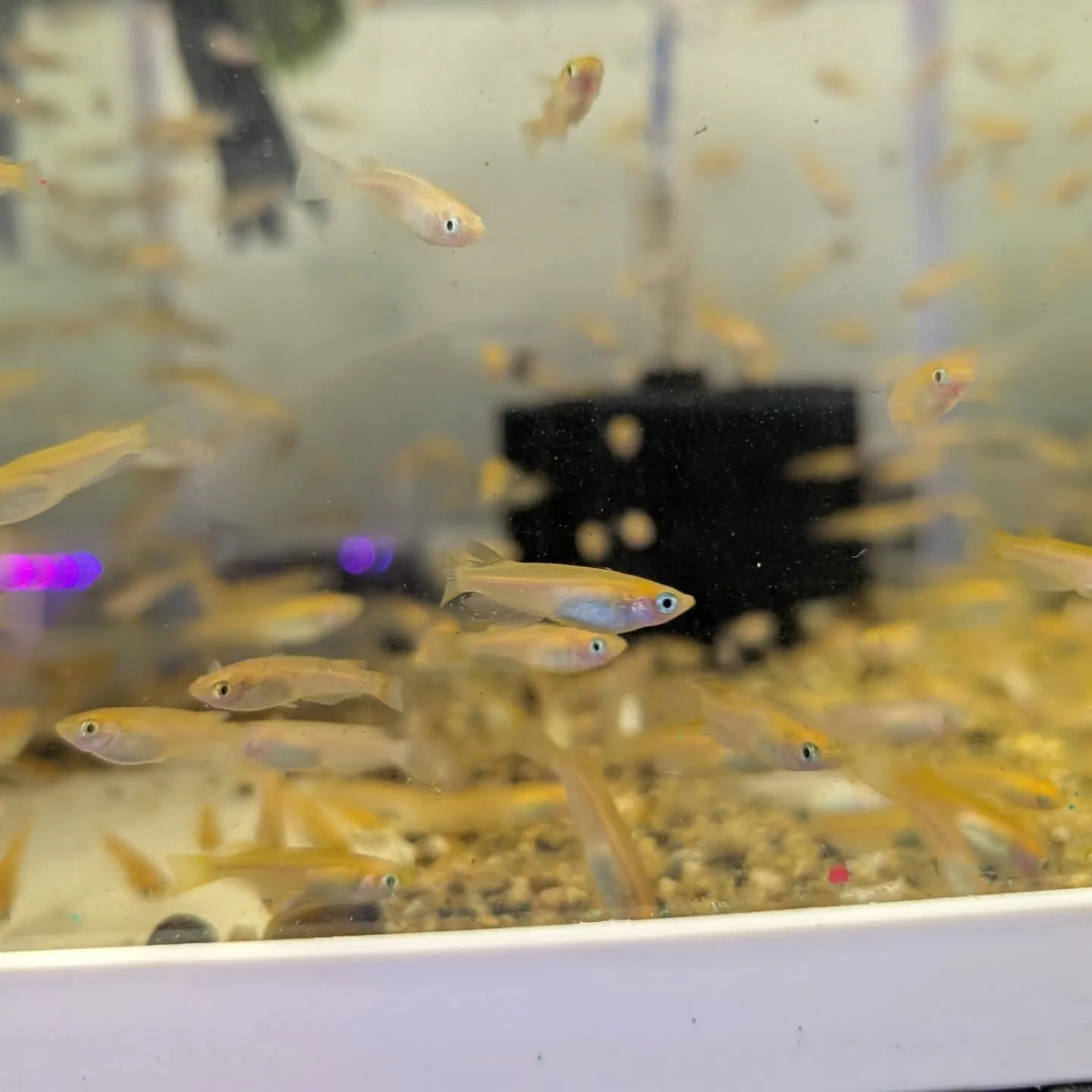 本日の入荷情報✨(金魚)