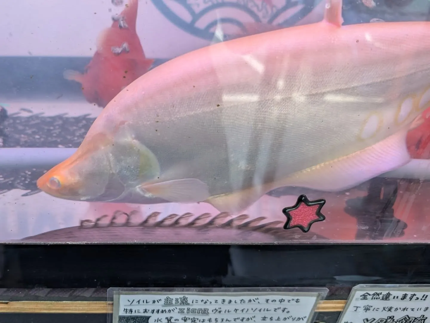 本日の入荷情報✨(熱帯魚)