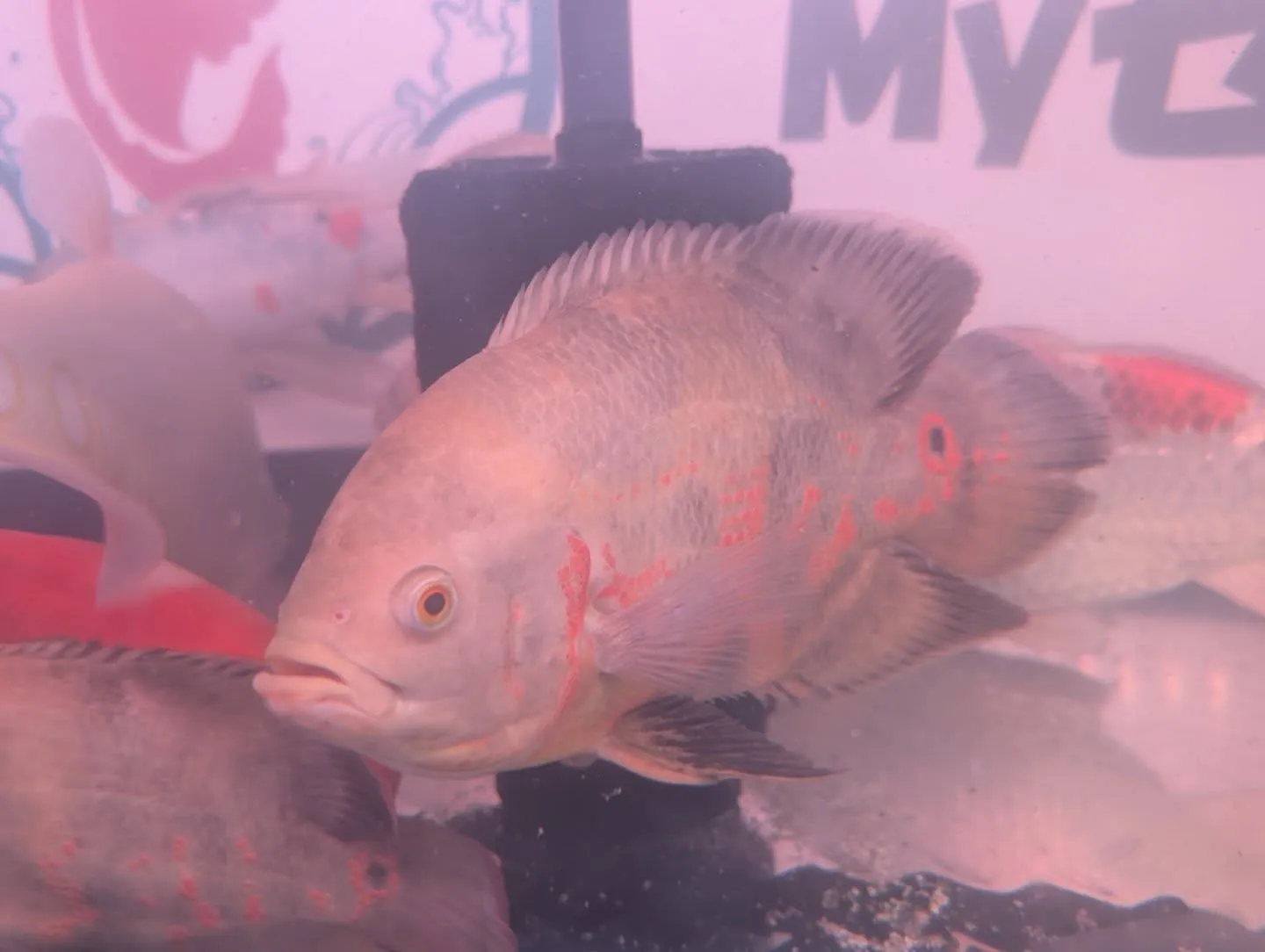 本日の入荷情報✨(熱帯魚)