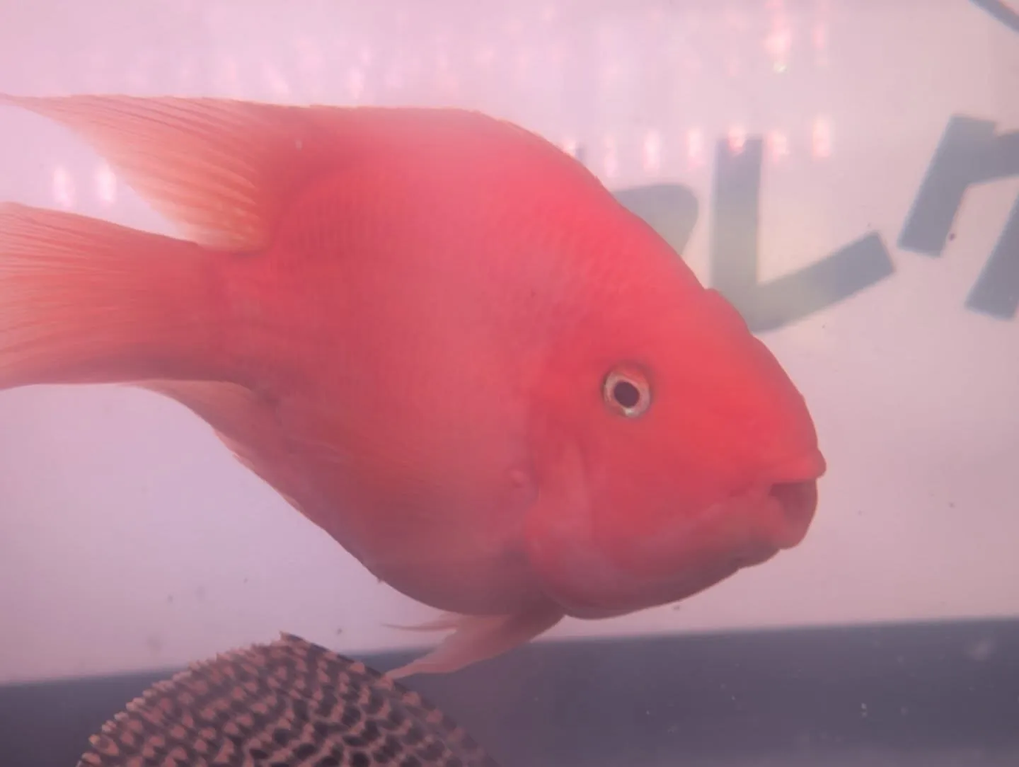 本日の入荷情報✨(熱帯魚)