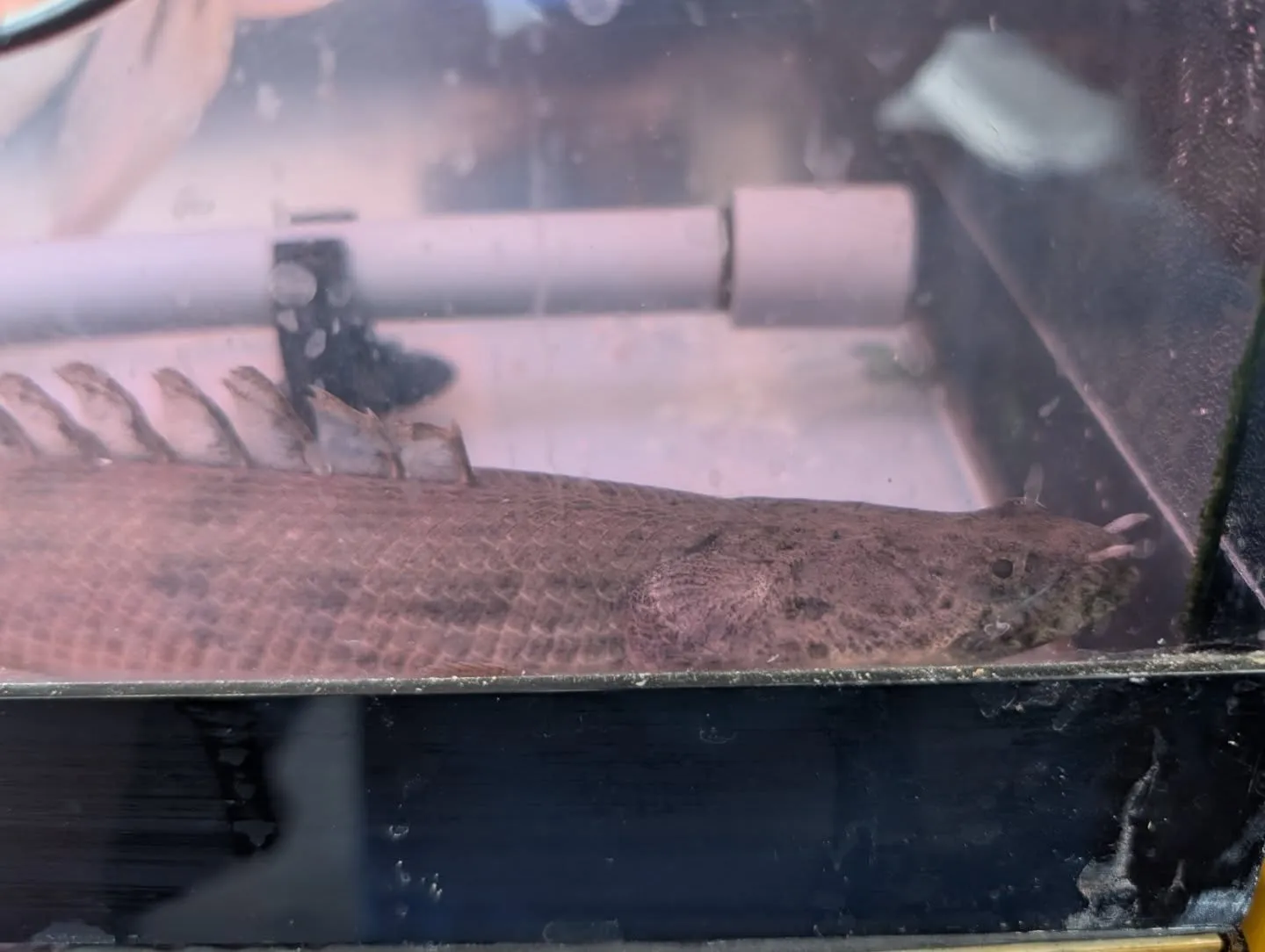 本日の入荷情報✨(熱帯魚)