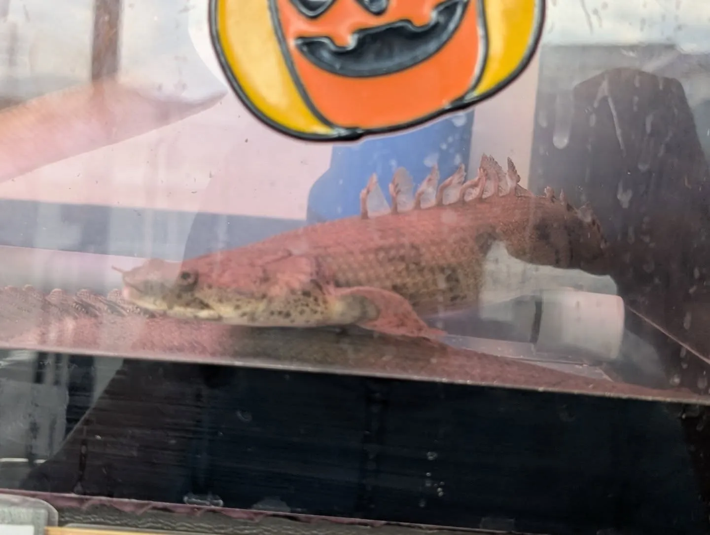 本日の入荷情報✨(熱帯魚)