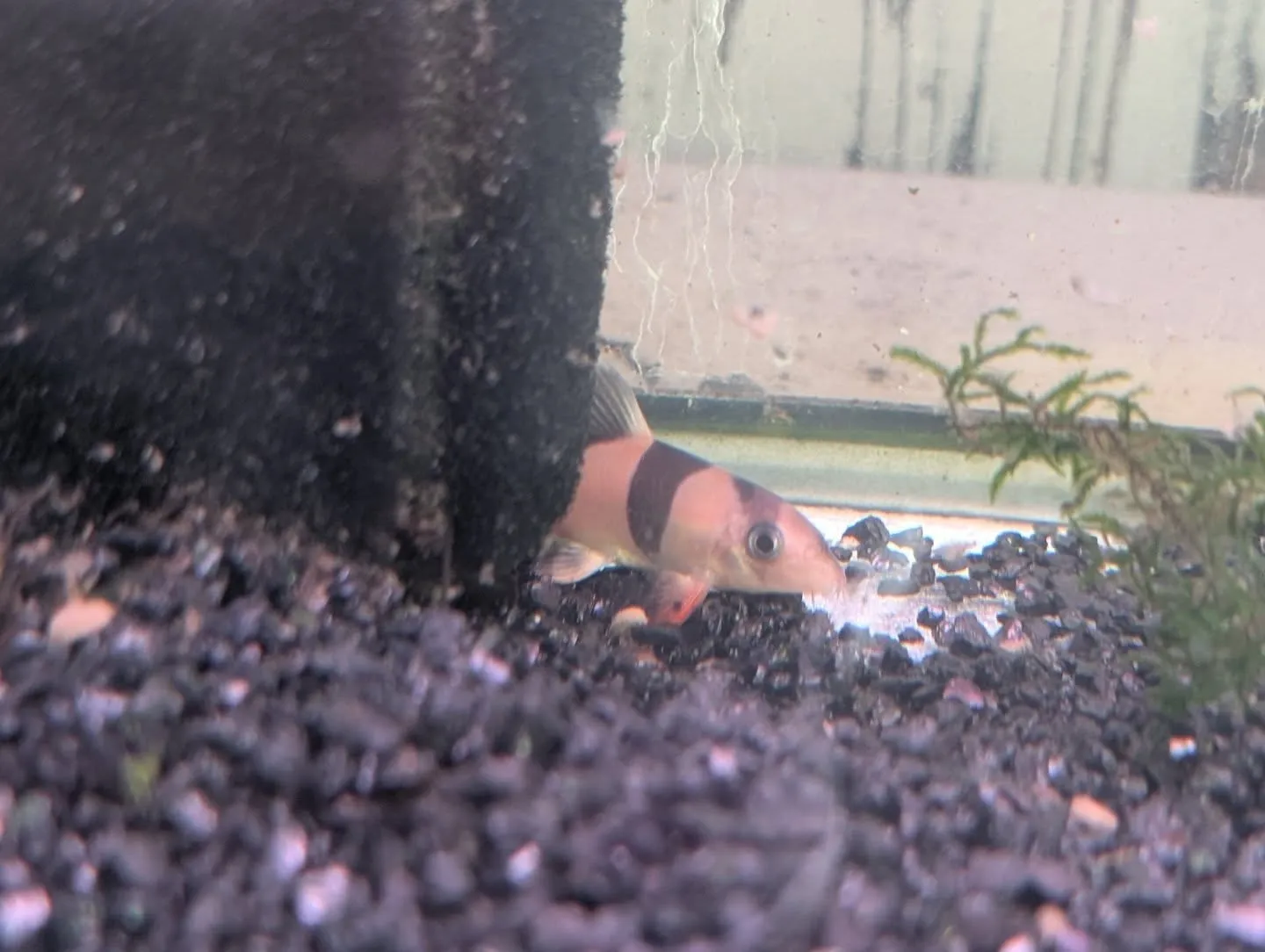 本日の入荷情報✨(熱帯魚)