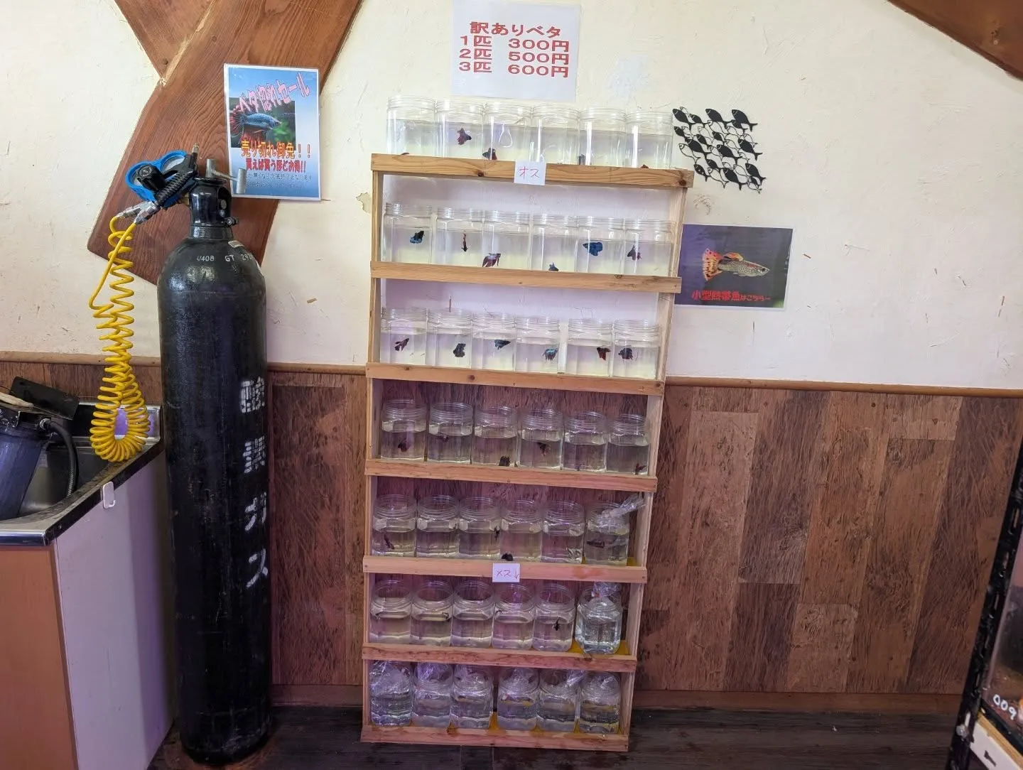 本日の入荷情報✨(熱帯魚)